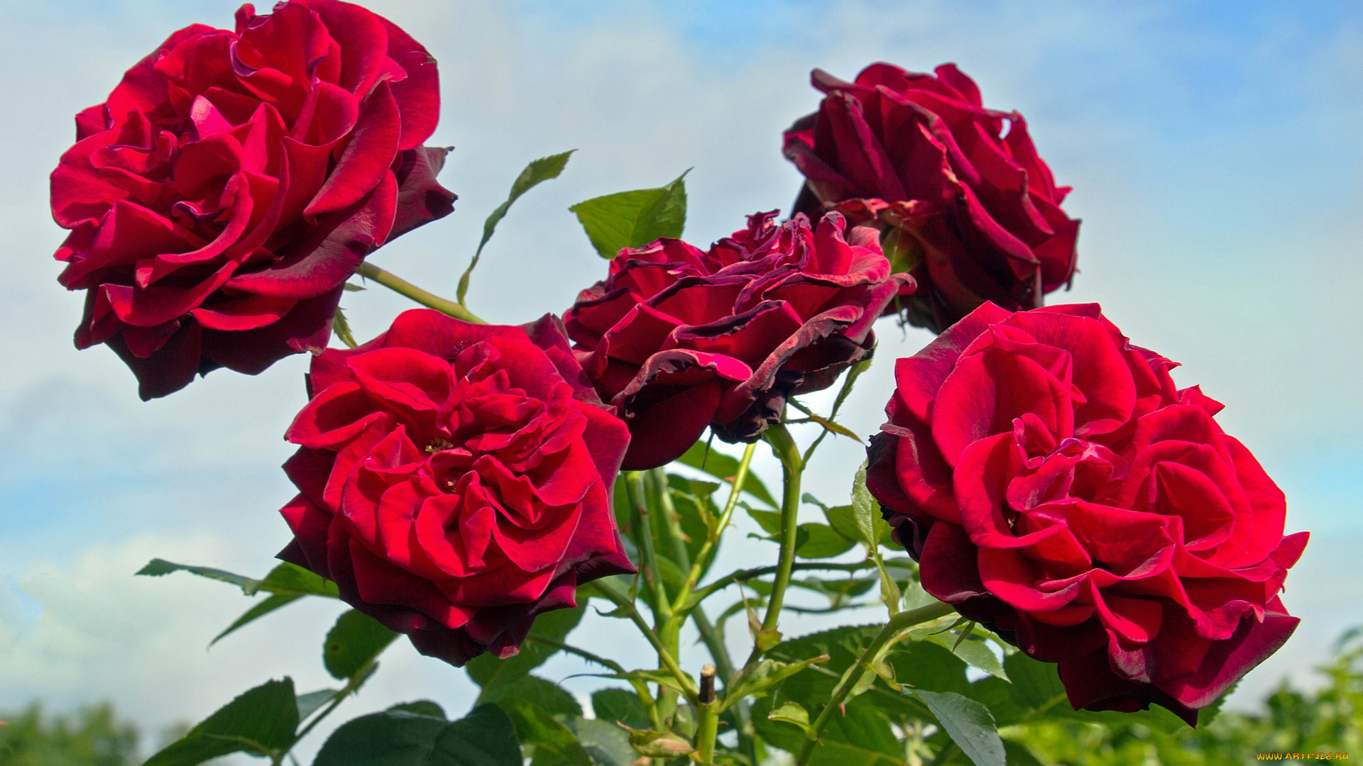 цветы, розы, красный