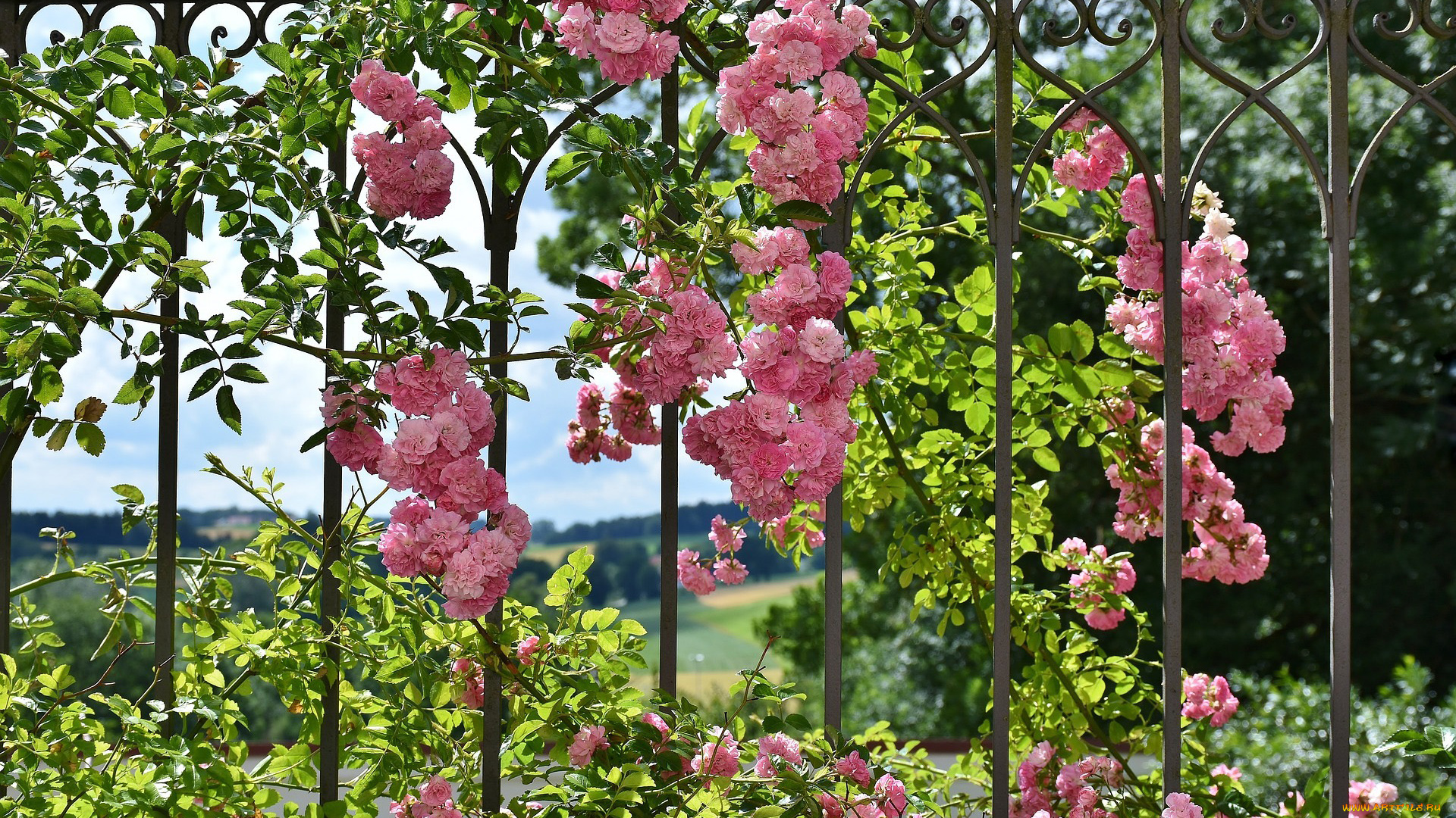 цветы, розы, куст, розовый