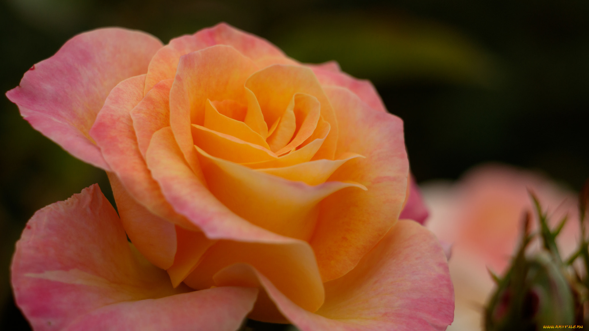 цветы, розы, лепестки, цветение, розовая, роза, листья