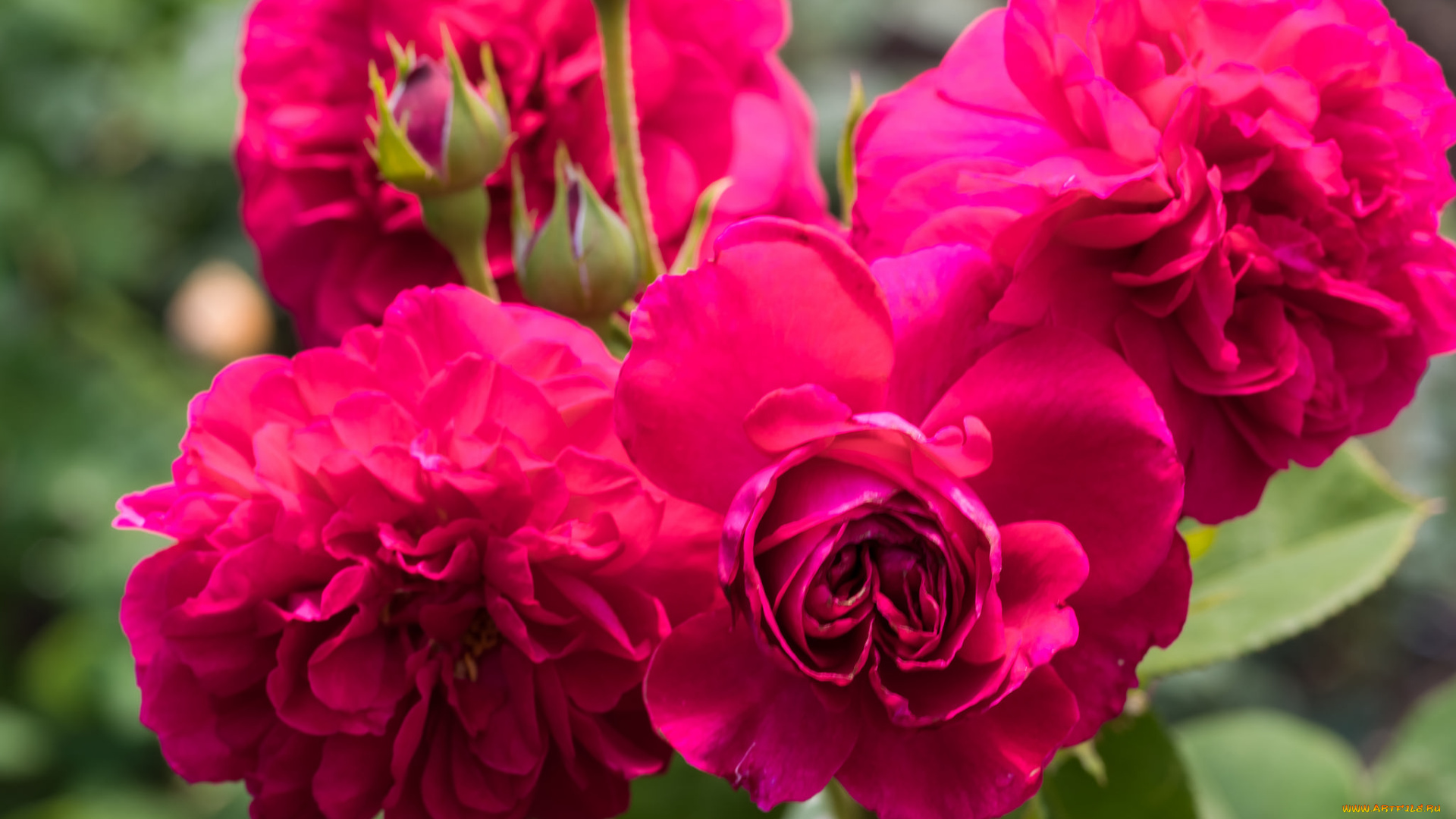 цветы, розы, лепестки, роза, бутон, bud, petals, leaves, blossoms, rose, цветение, листья