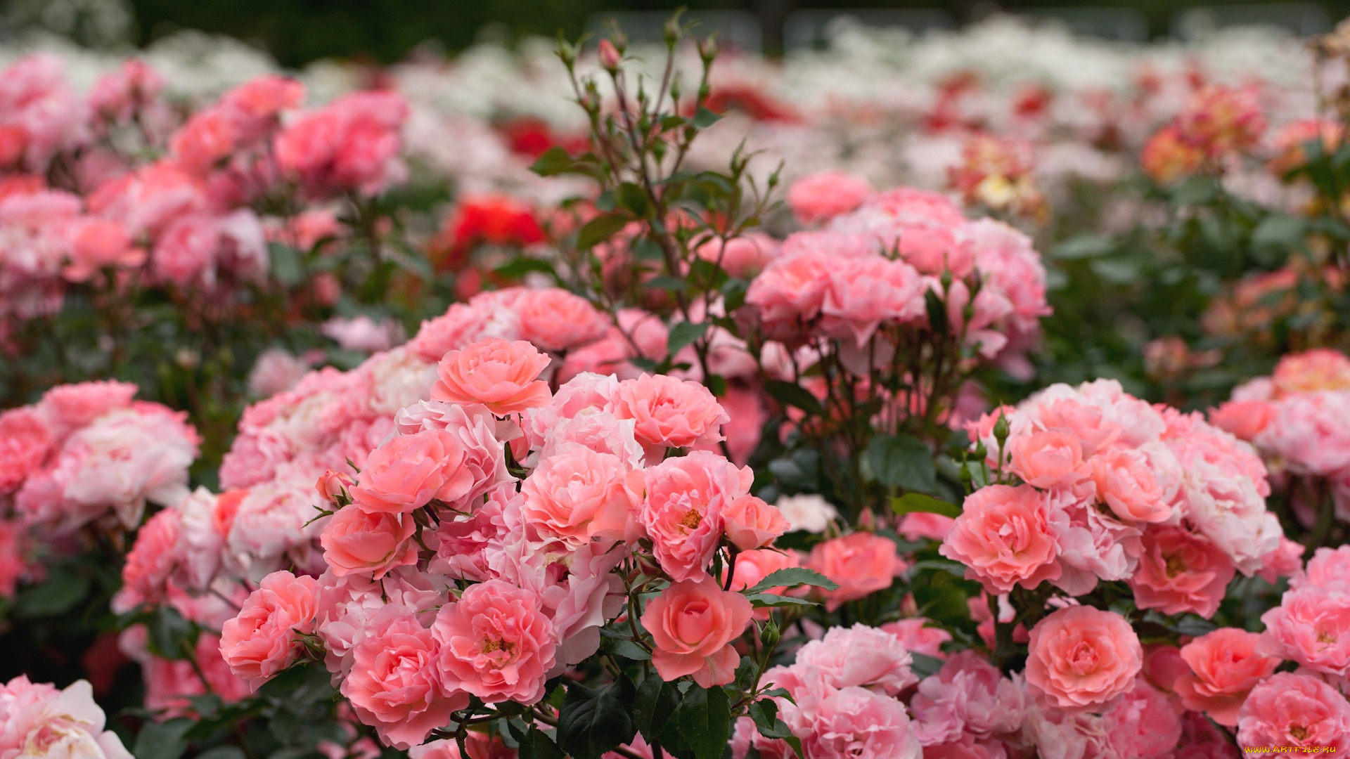 цветы, розы, розарий, кусты, розовый