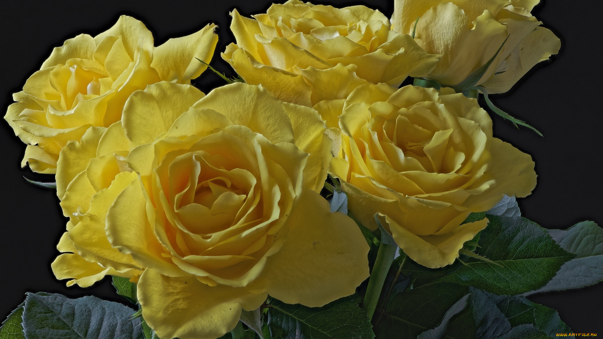 цветы, розы, желтый