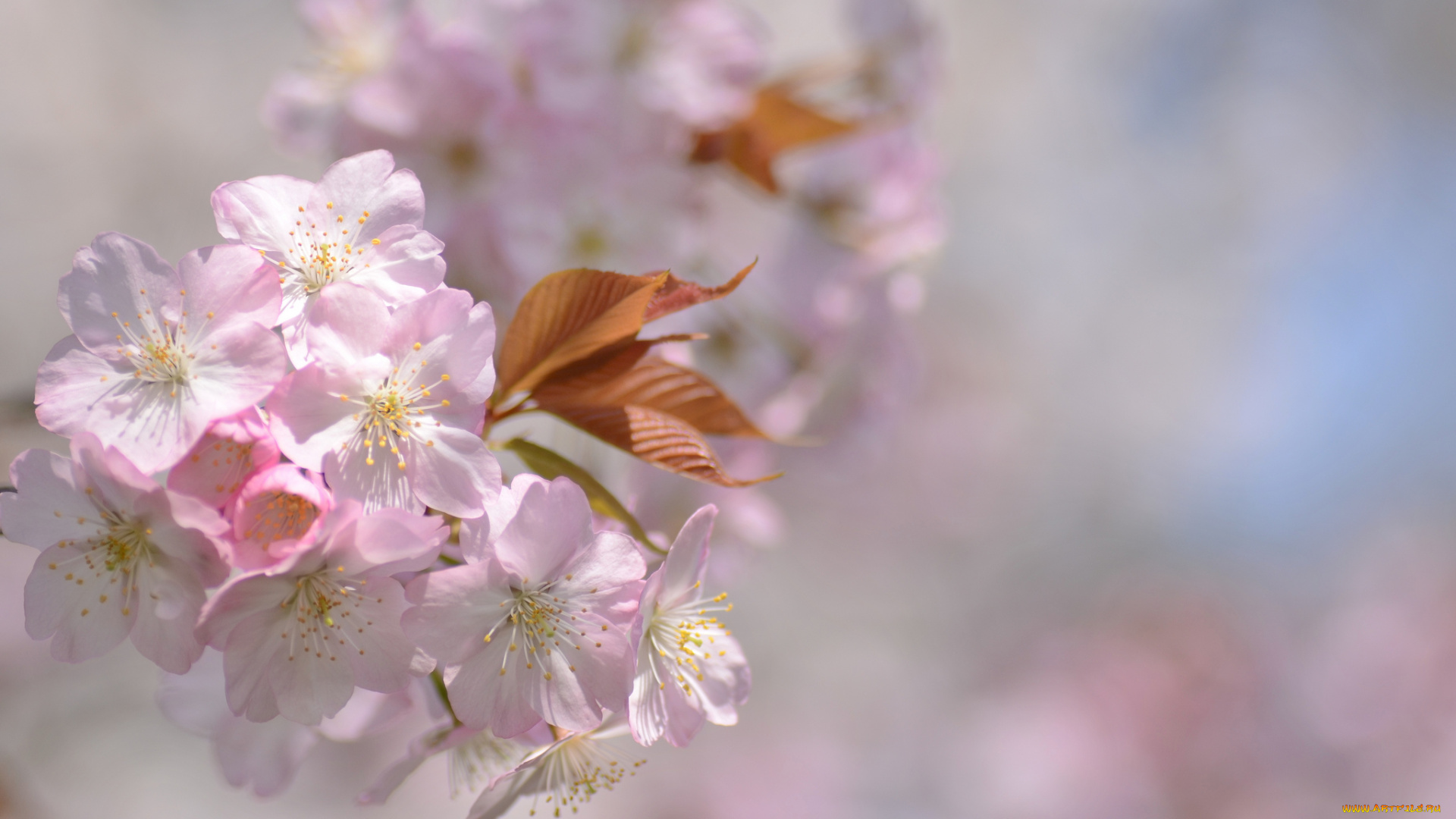 цветы, сакура, , вишня, нежнось