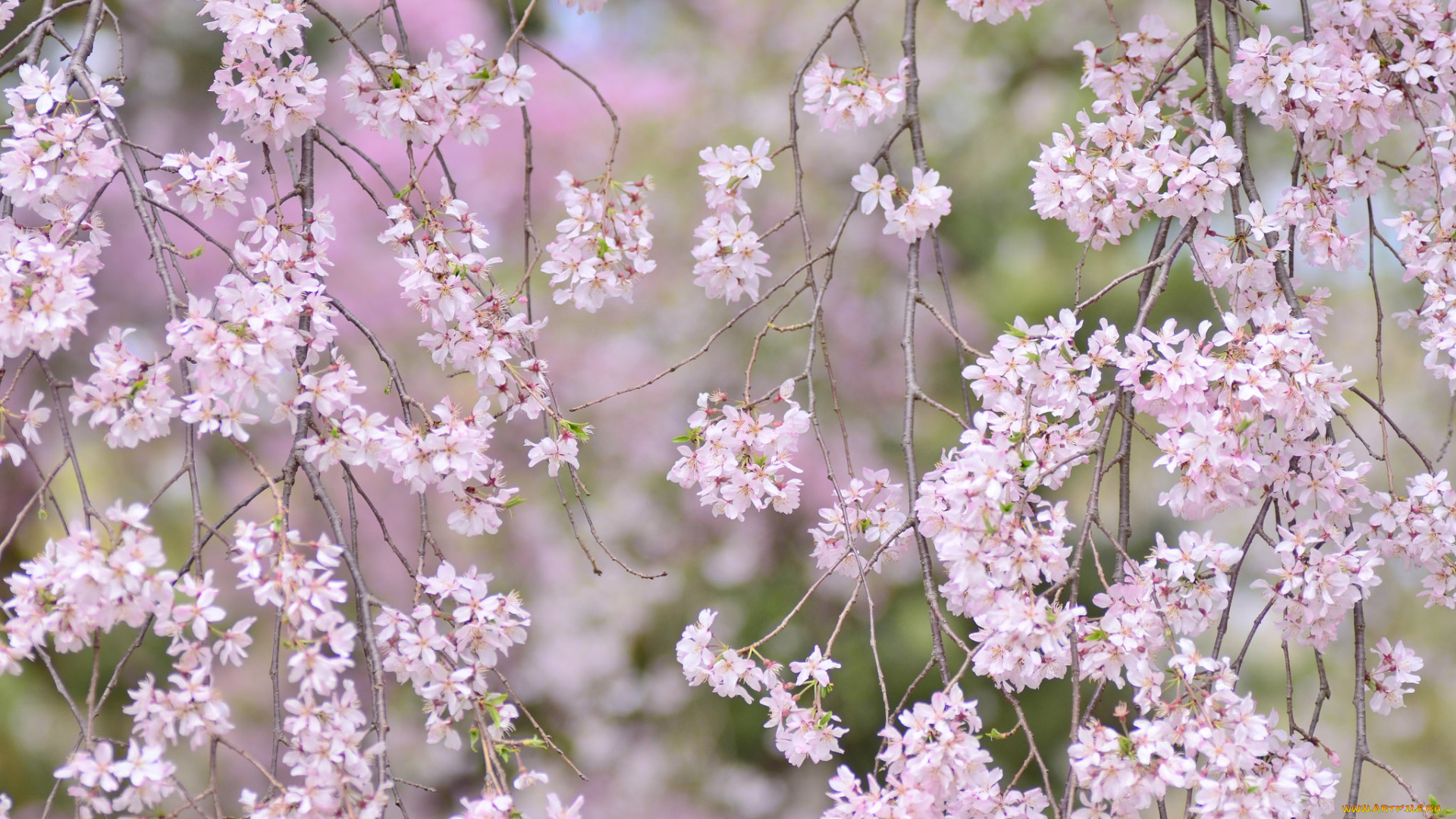 цветы, сакура, , вишня, нежность