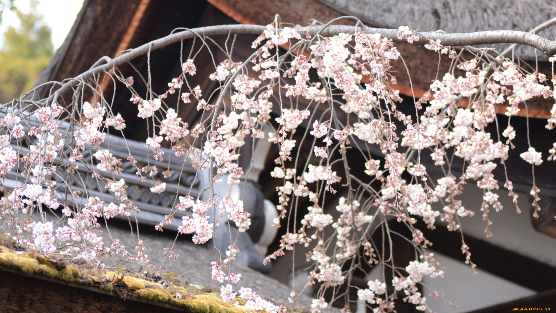 цветы, сакура, , вишня, нежность