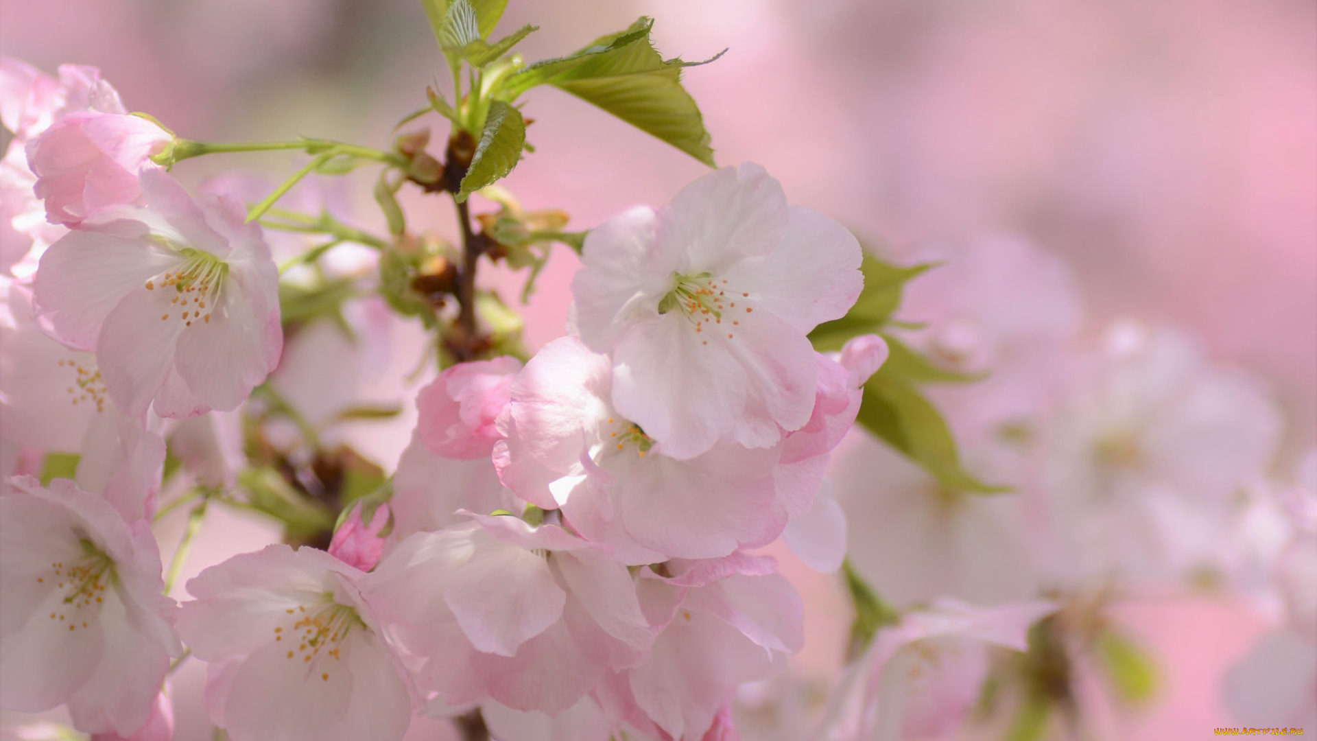 цветы, сакура, , вишня, нежность