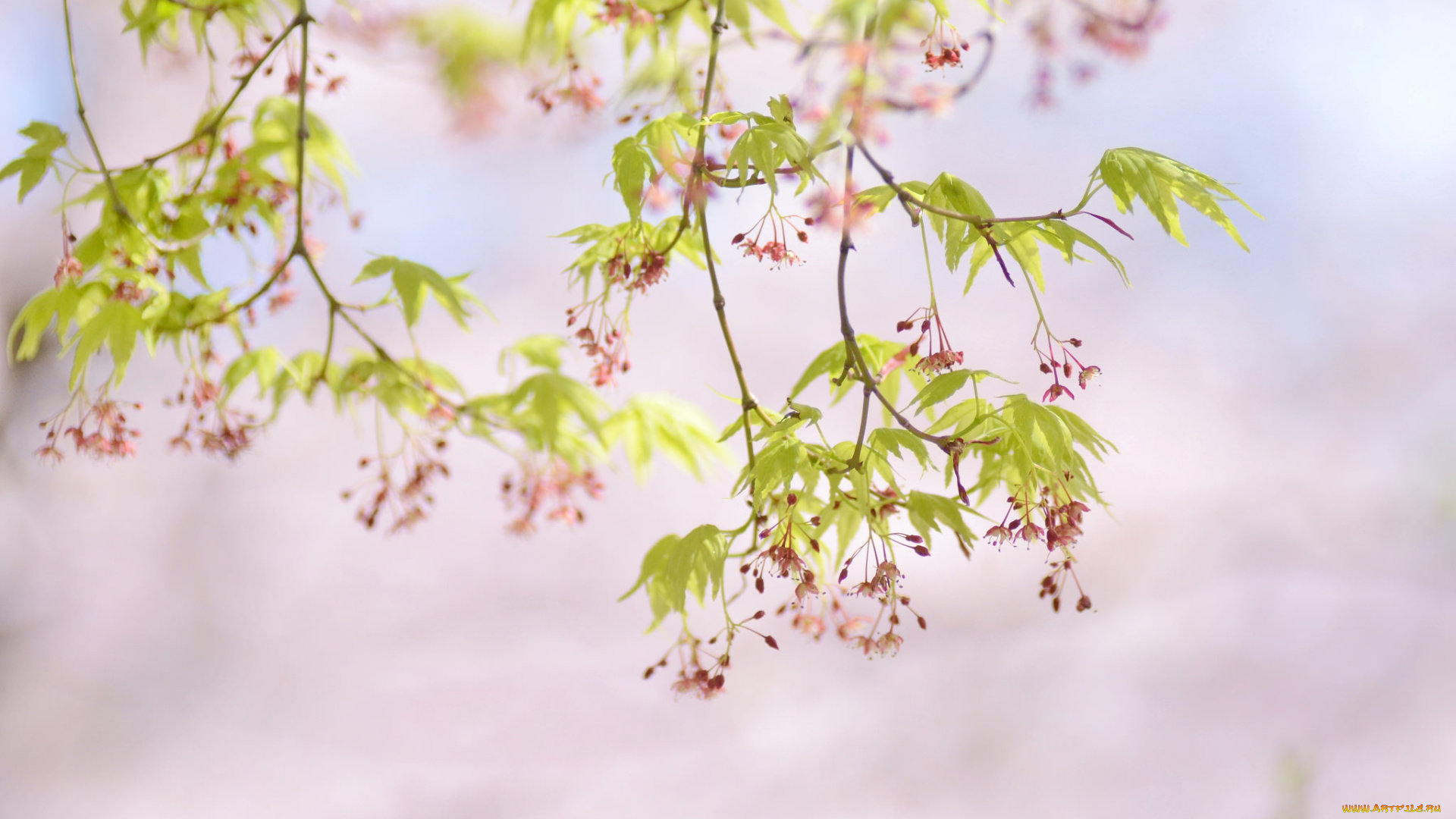 цветы, сакура, , вишня, нежность