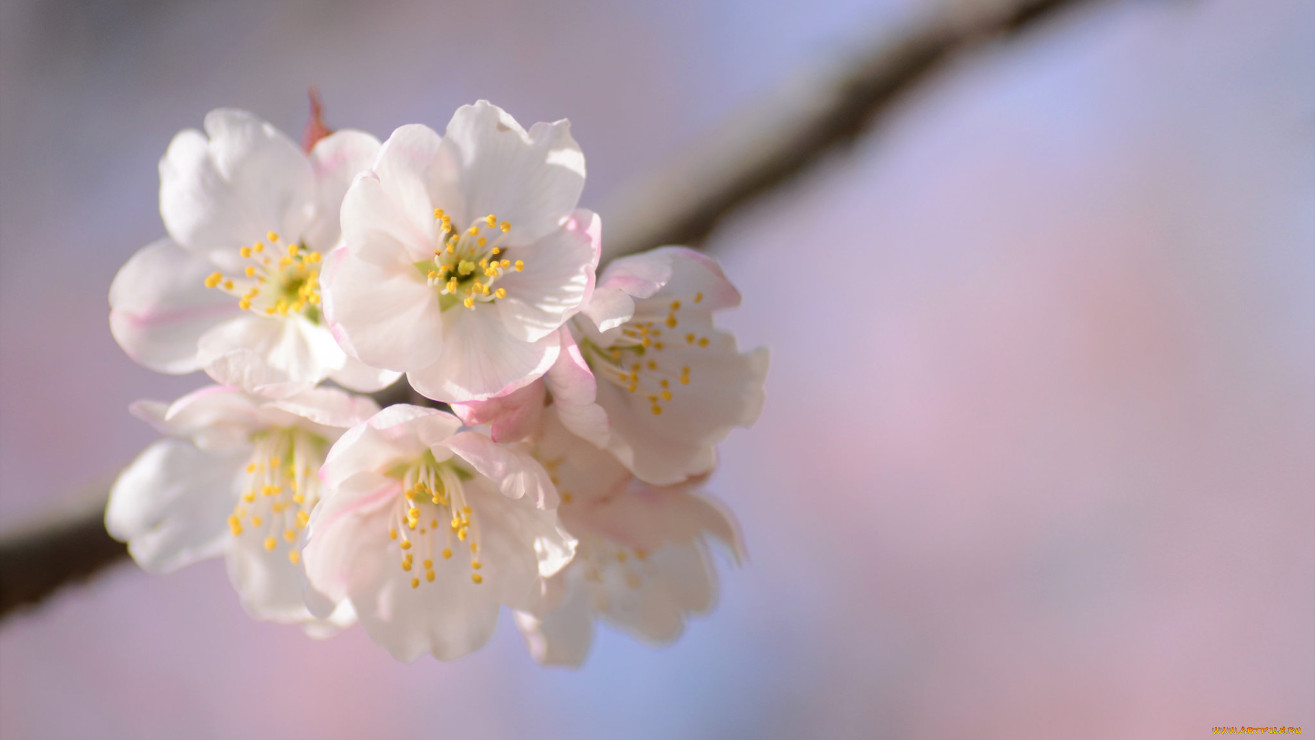 цветы, сакура, , вишня, нежность