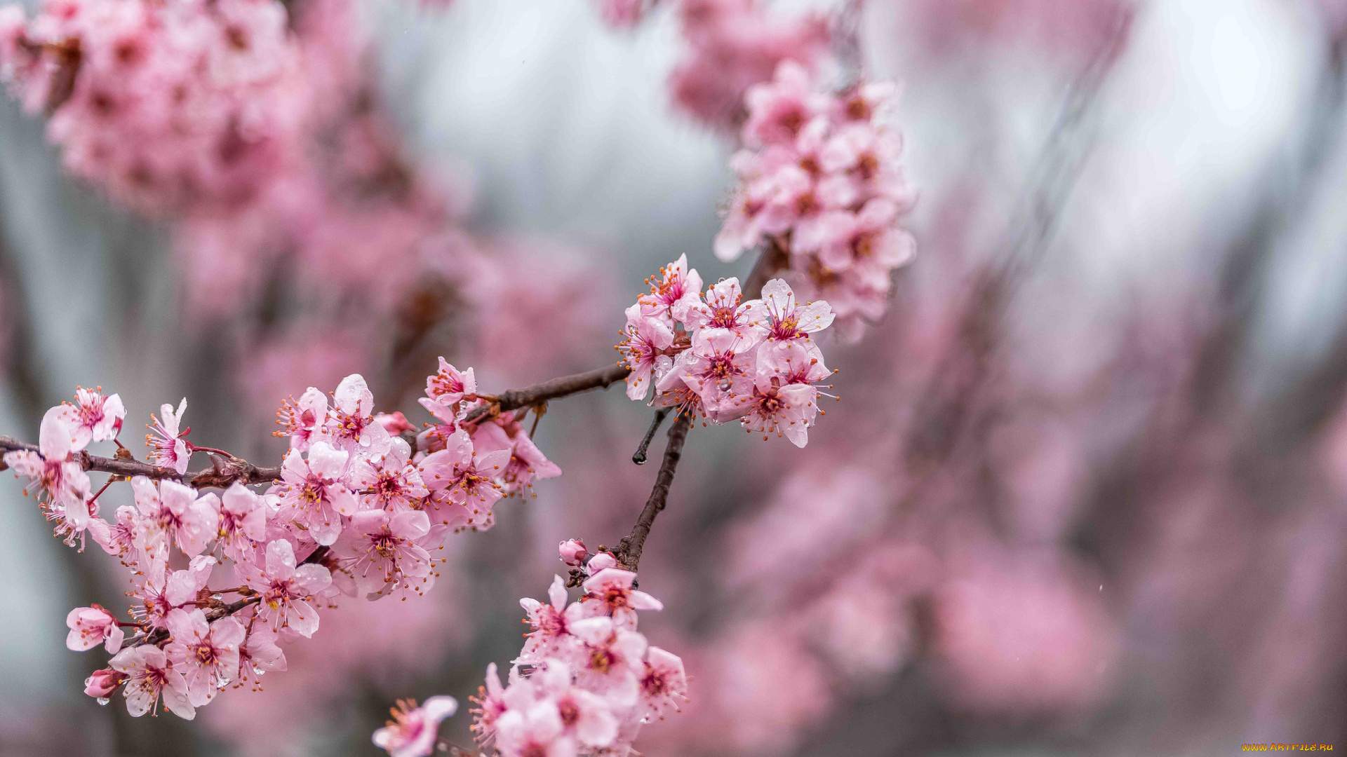 цветы, сакура, , вишня, ветки