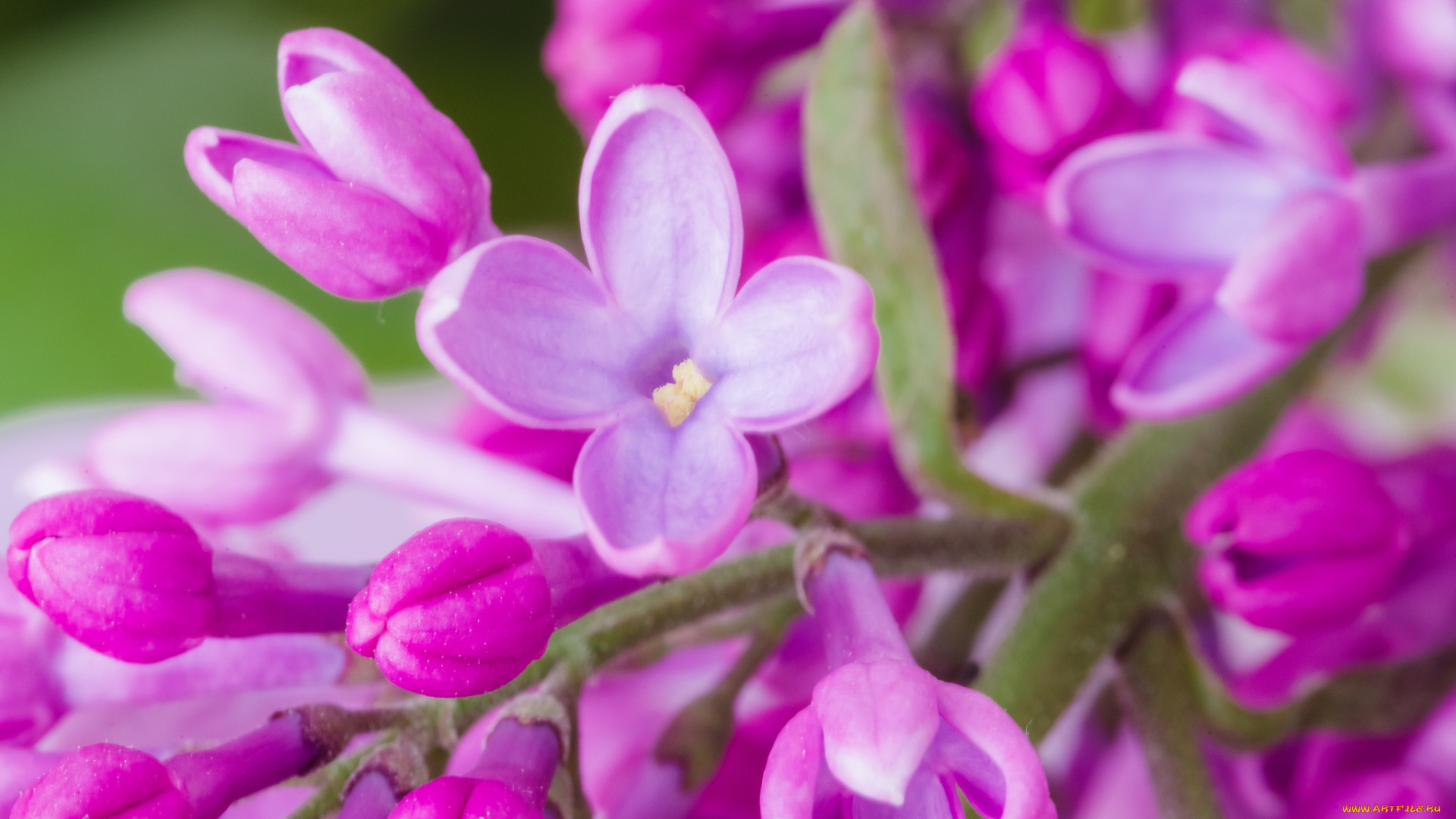 цветы, сирень, лепестки, цветение, сиреневые