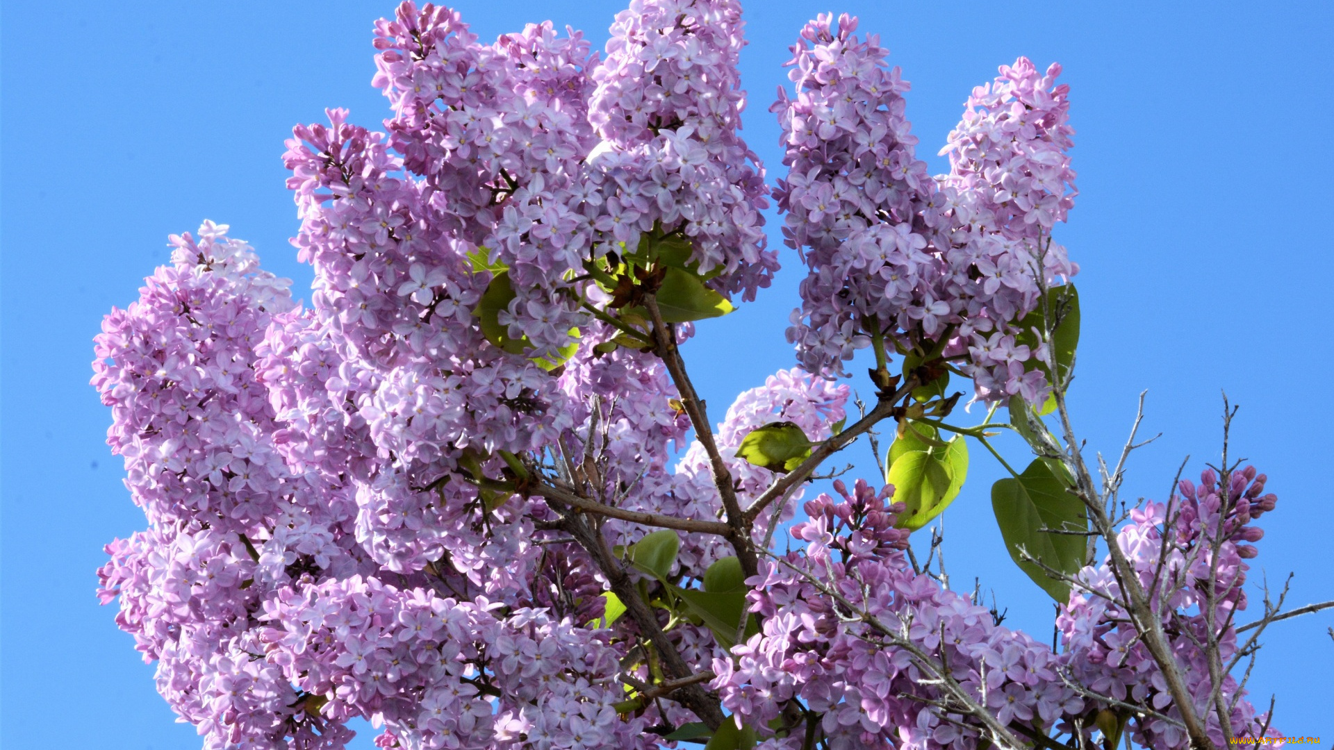 цветы, сирень, ветки