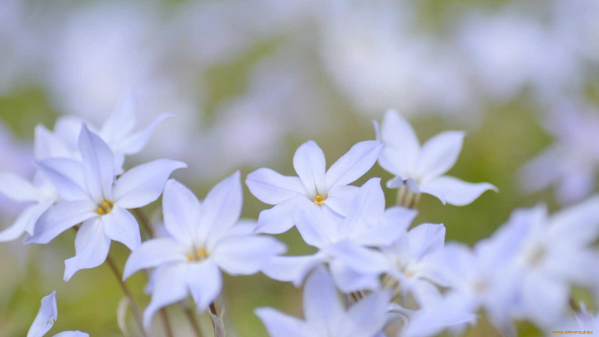 цветы, табак