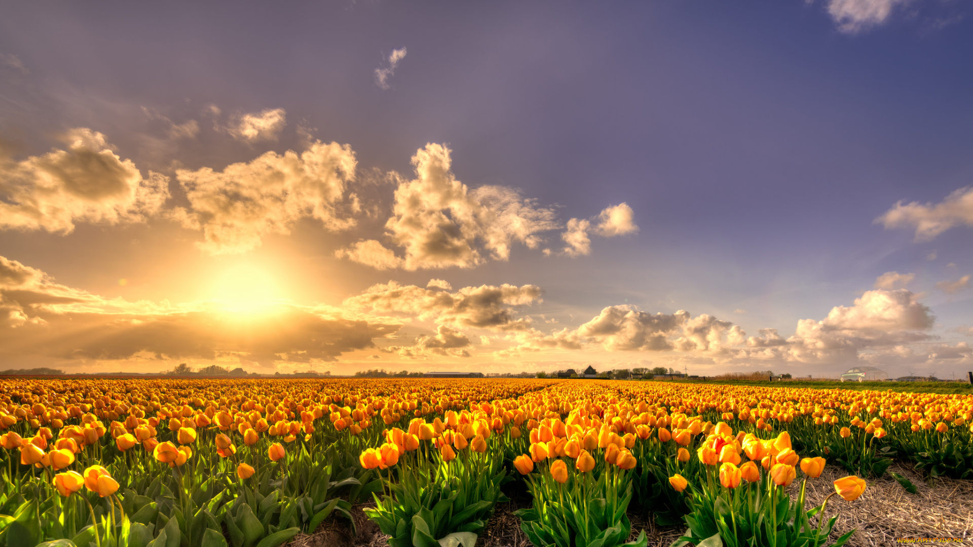 цветы, тюльпаны, цветение, разноцветные, много, лепестки