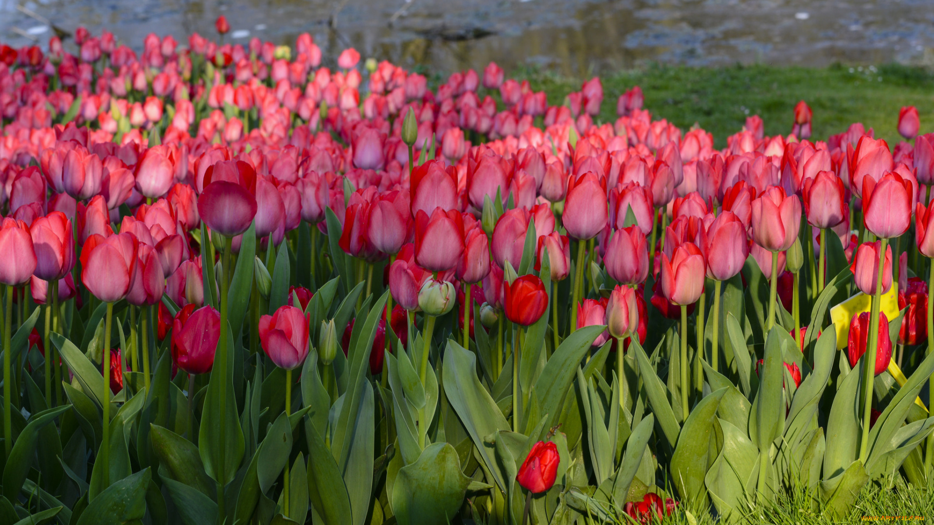цветы, тюльпаны, цветение, разноцветные, много, лепестки