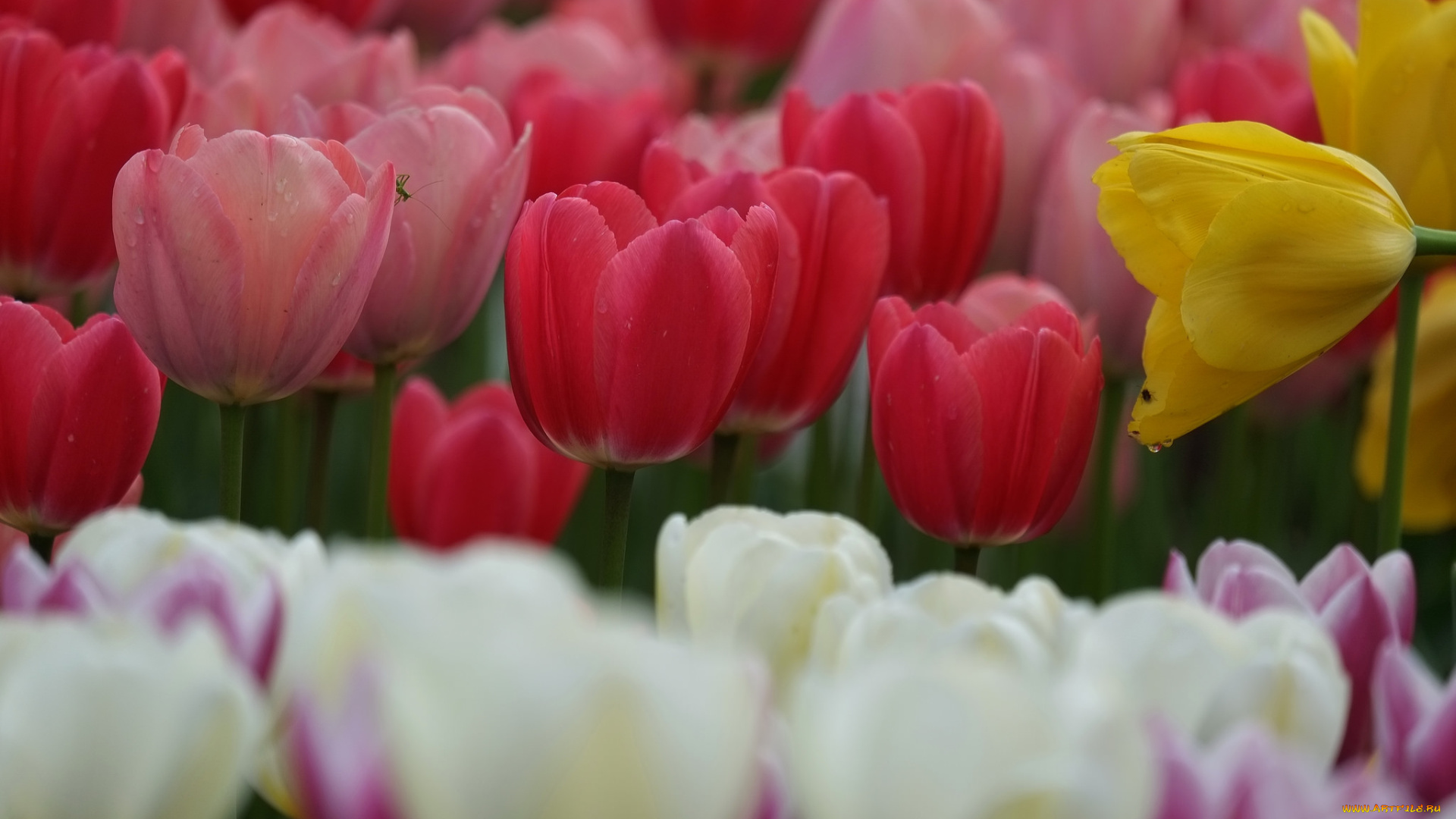 цветы, тюльпаны, лепестки, цветение, разноцветные, много