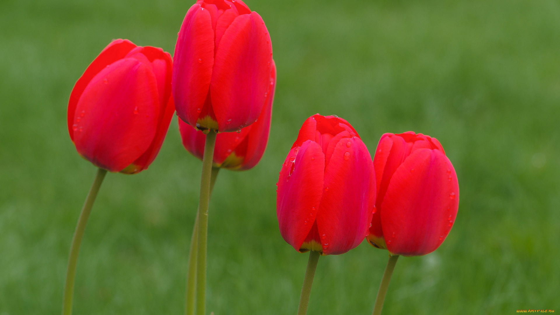 цветы, тюльпаны, лепестки, много, разноцветные, цветение