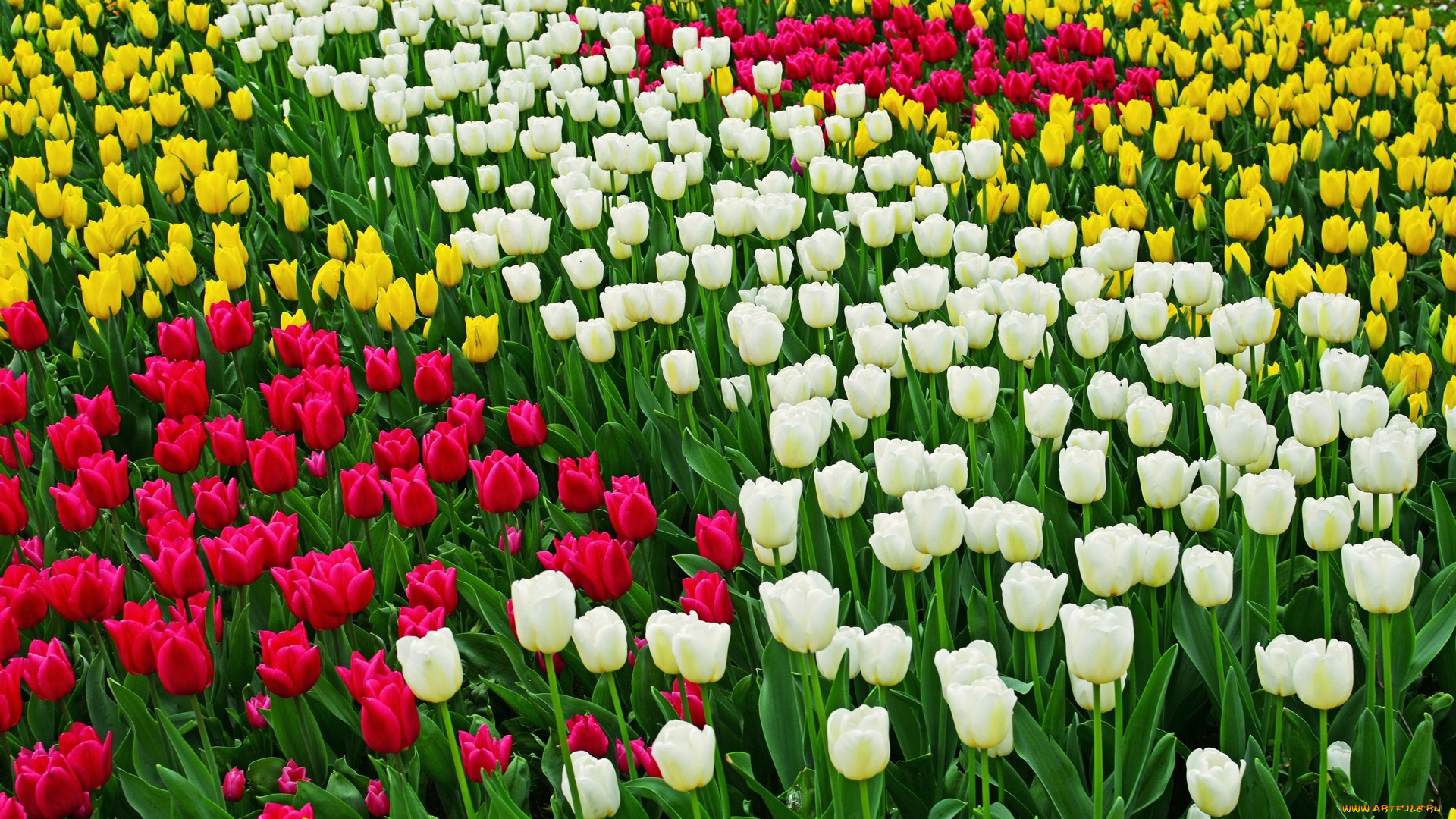 цветы, тюльпаны, разноцветные