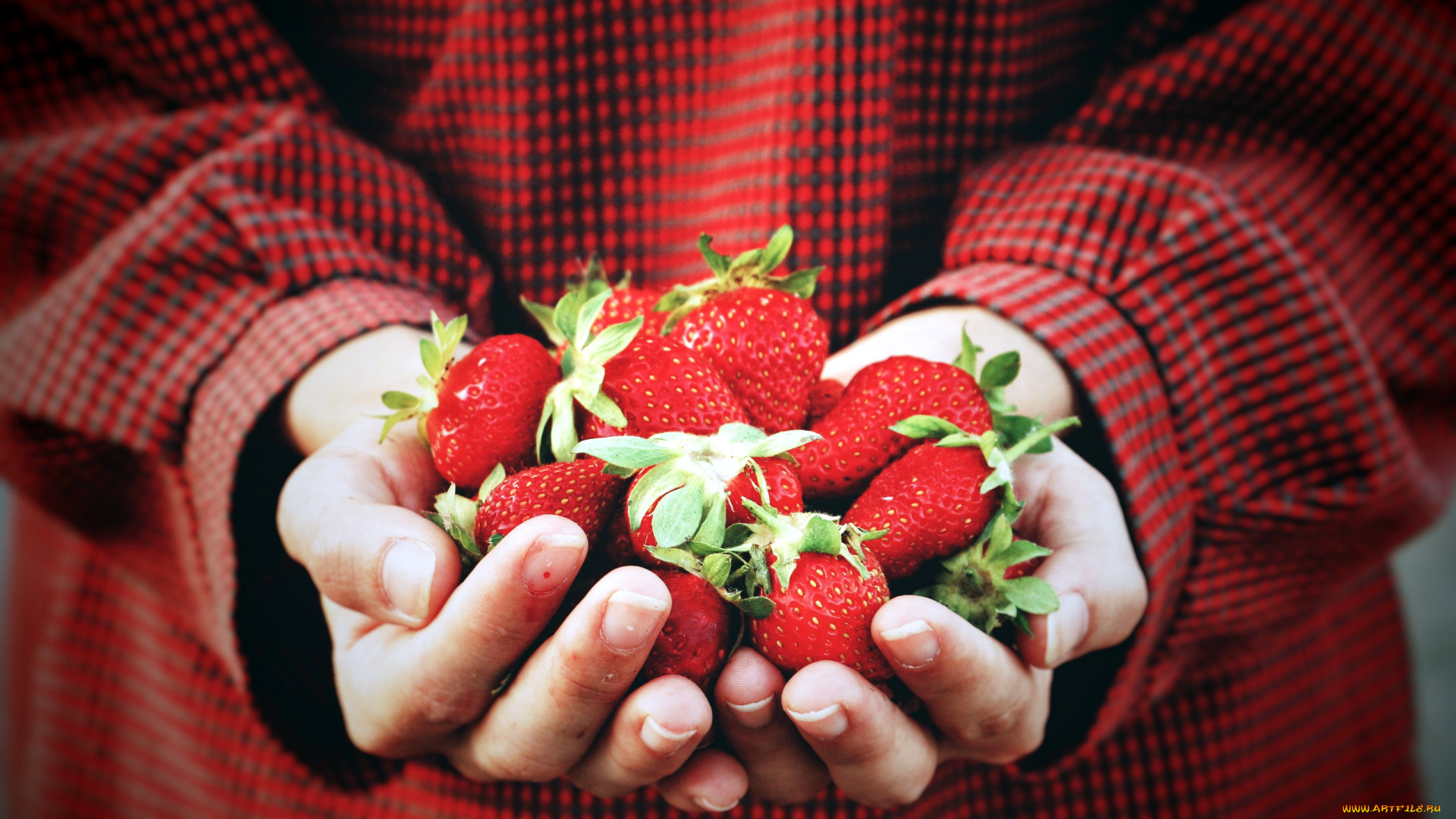 еда, клубника, , земляника, ягоды, ладони, руки