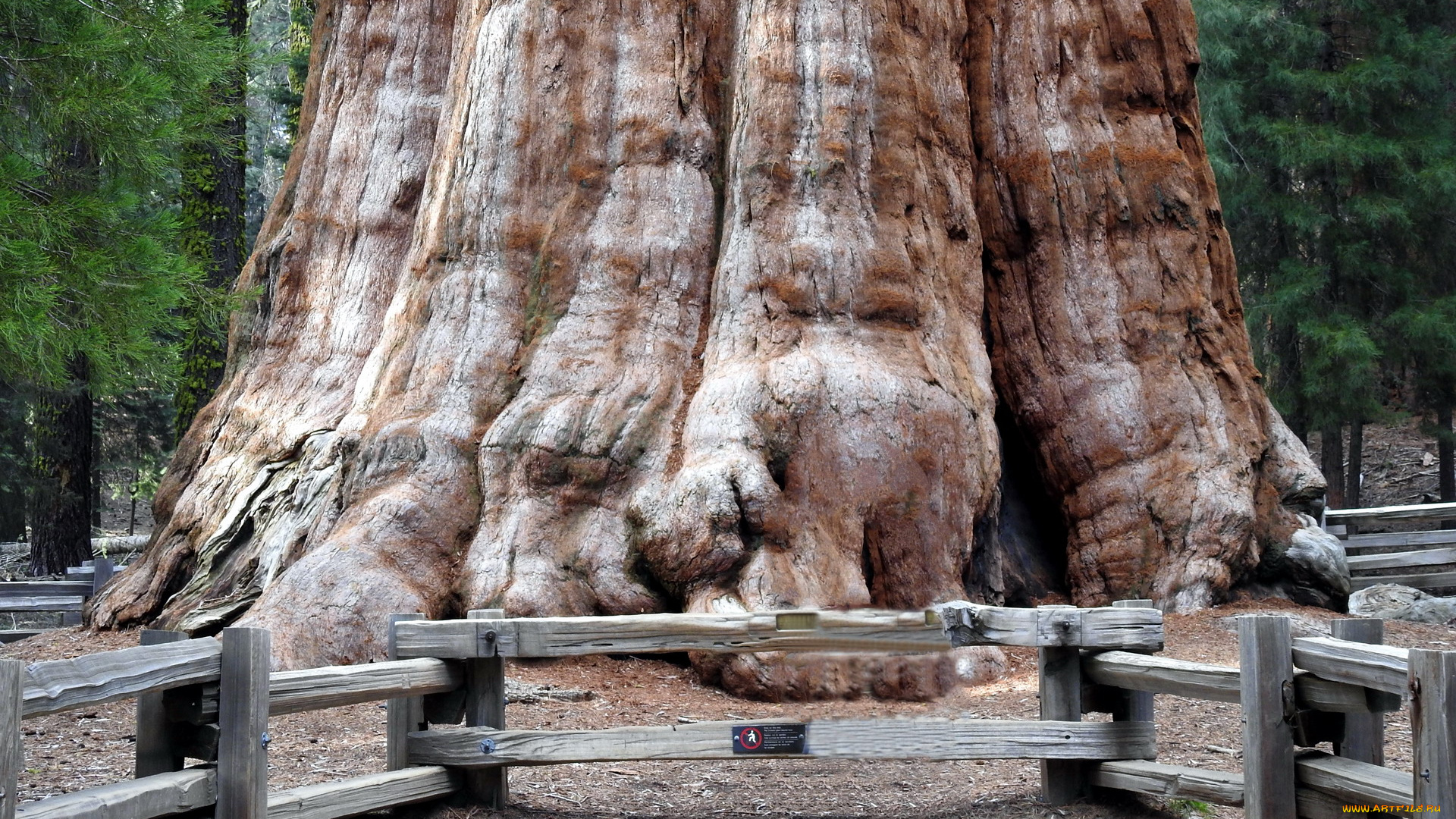 general, sherman, giant, sequoia, tree, природа, деревья, general, sherman, giant, sequoia, tree