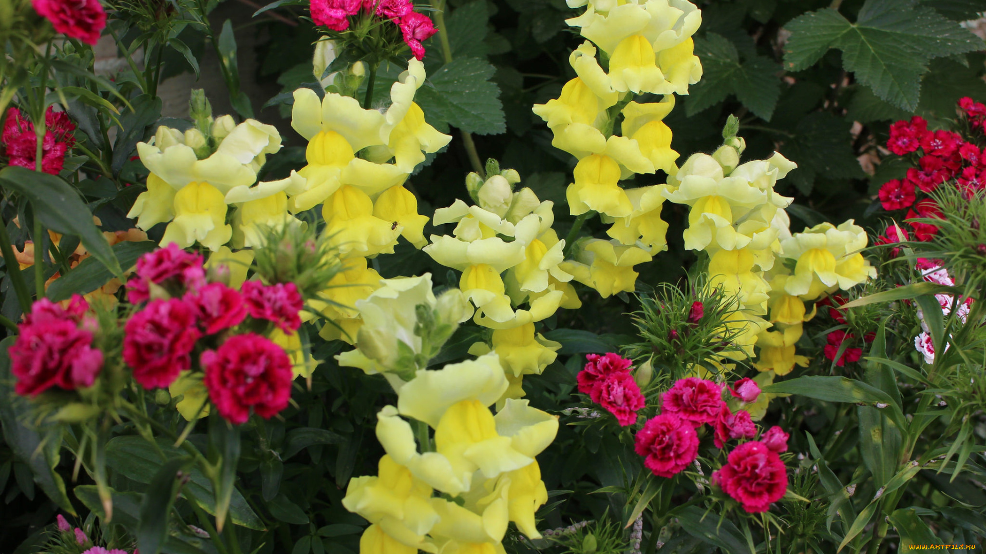 львиный, зев, цветы, цветение, собачки, листики