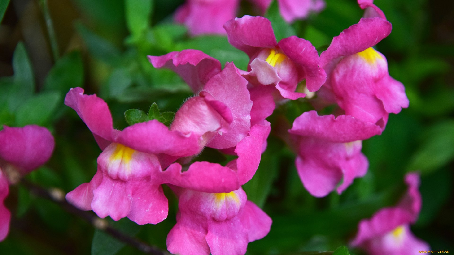 львиный, зев, цветы, листики, цветение, собачки