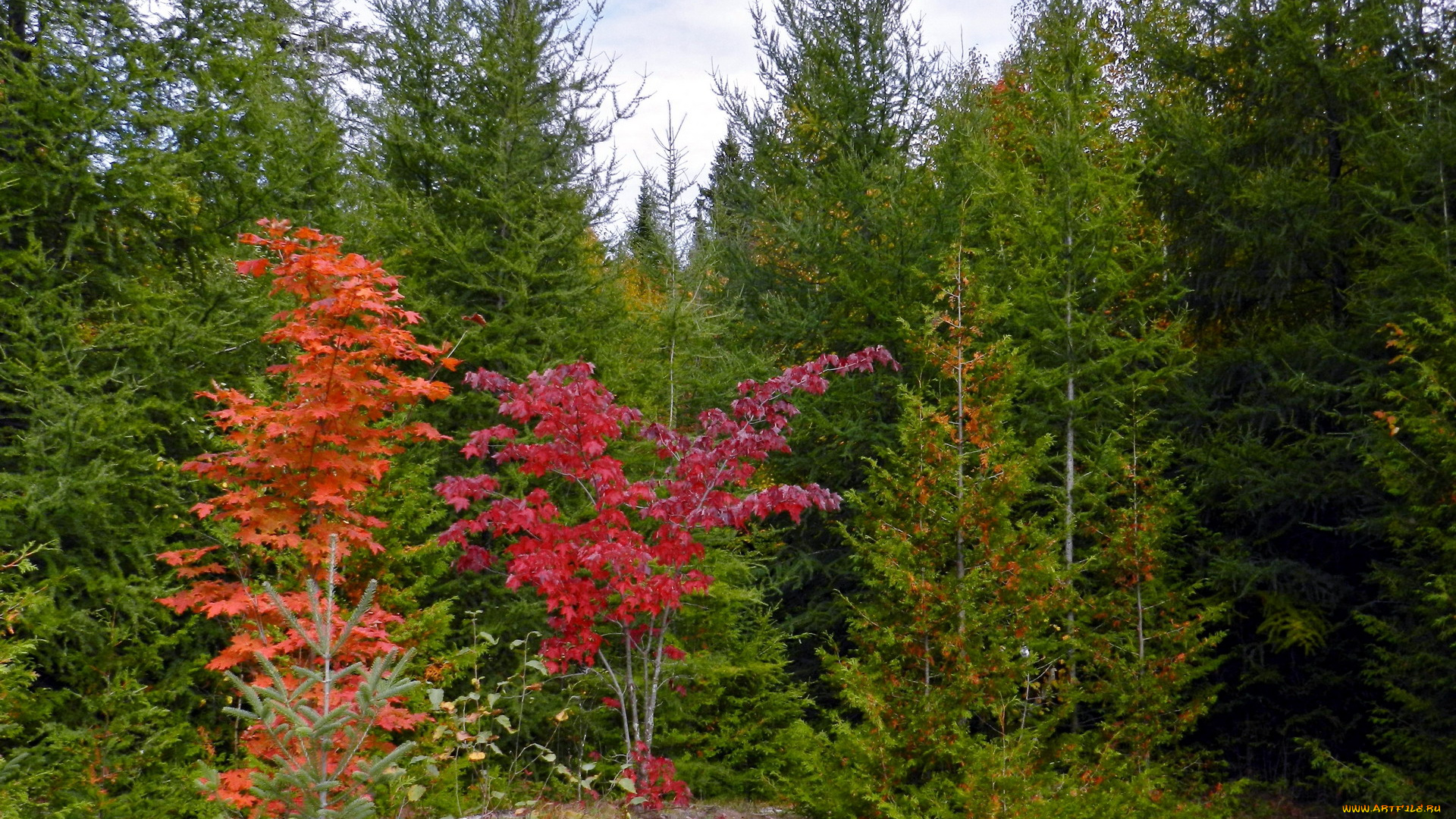 природа, деревья, лес, осень