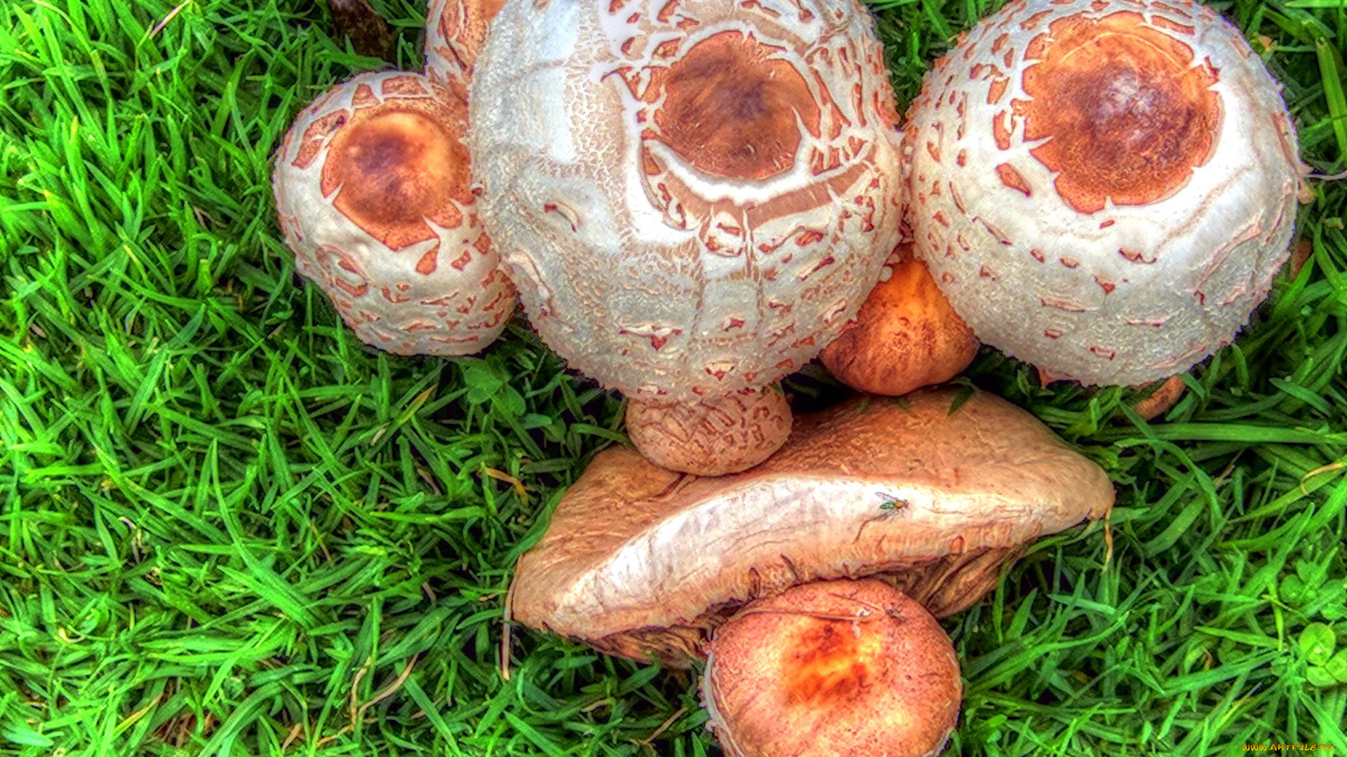 природа, грибы, шляпки, трава, семейка, грибная