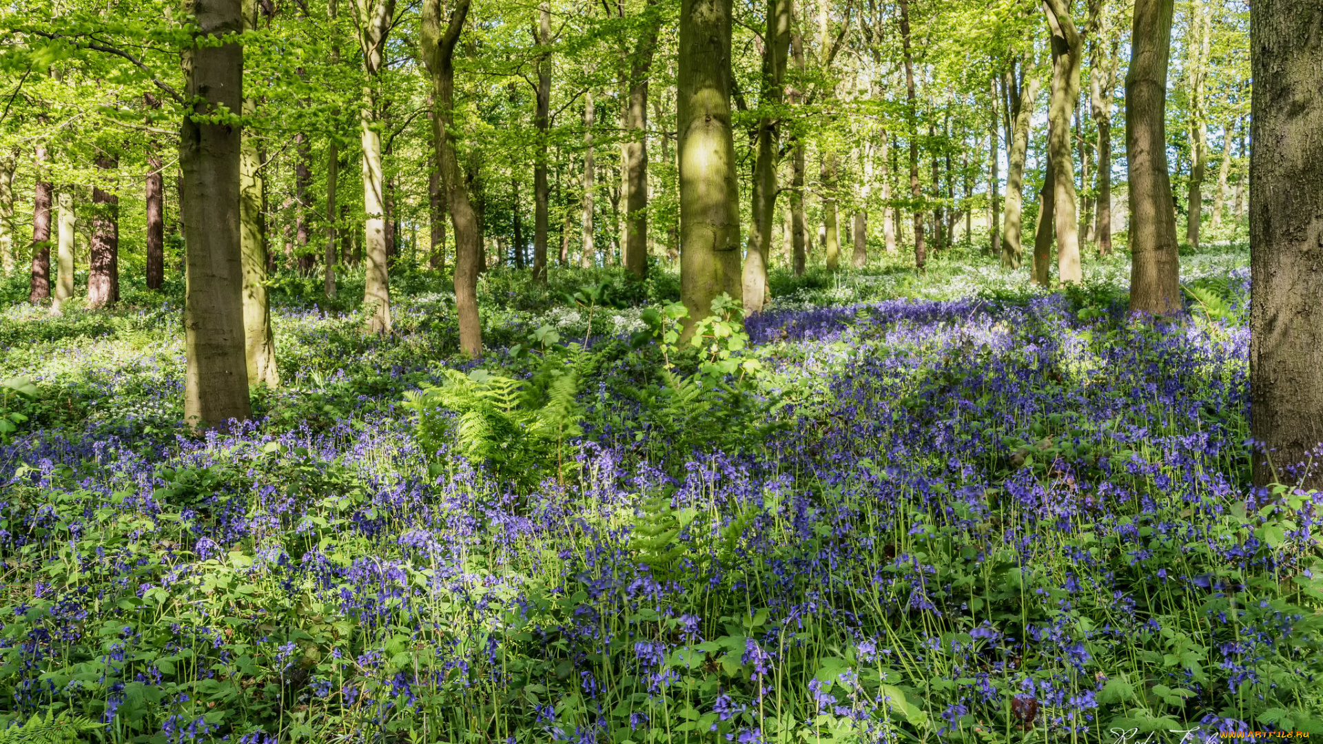 природа, лес, деревья