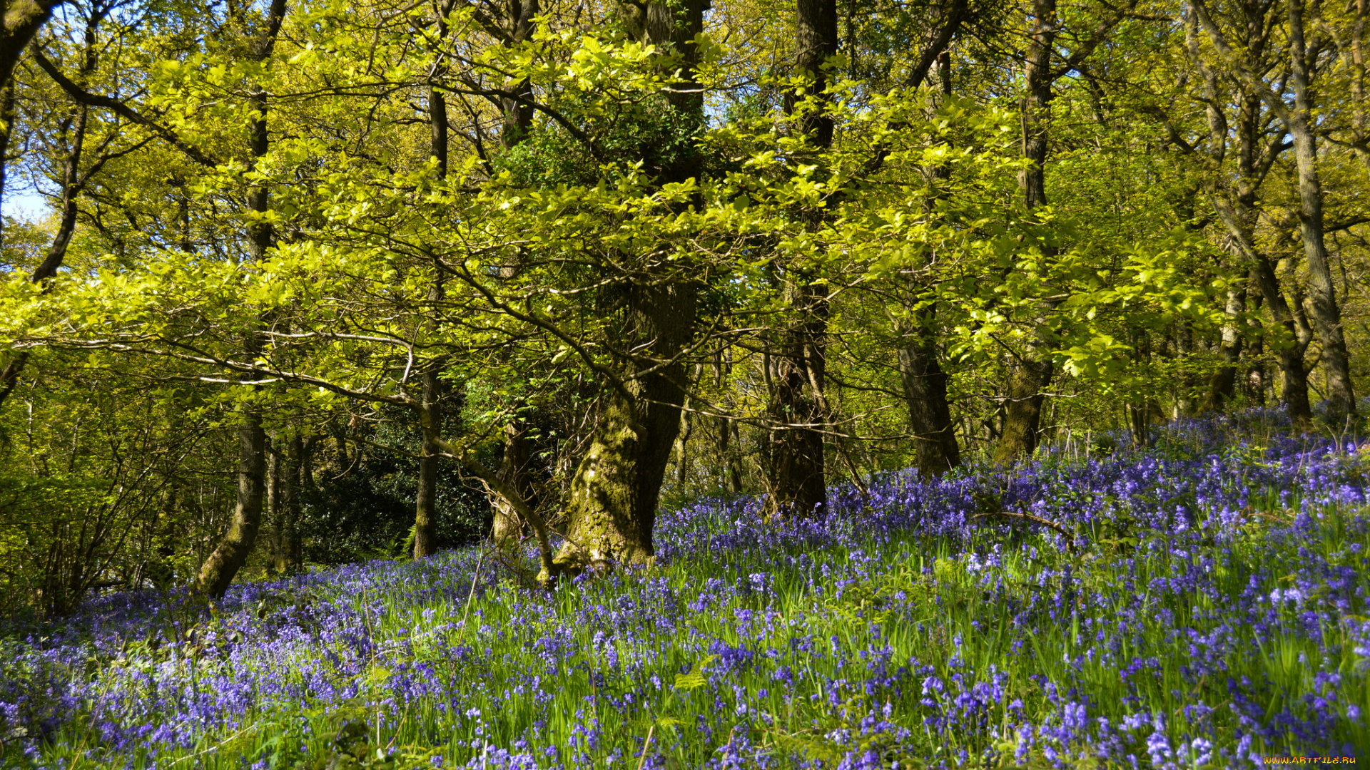 природа, лес, деревья
