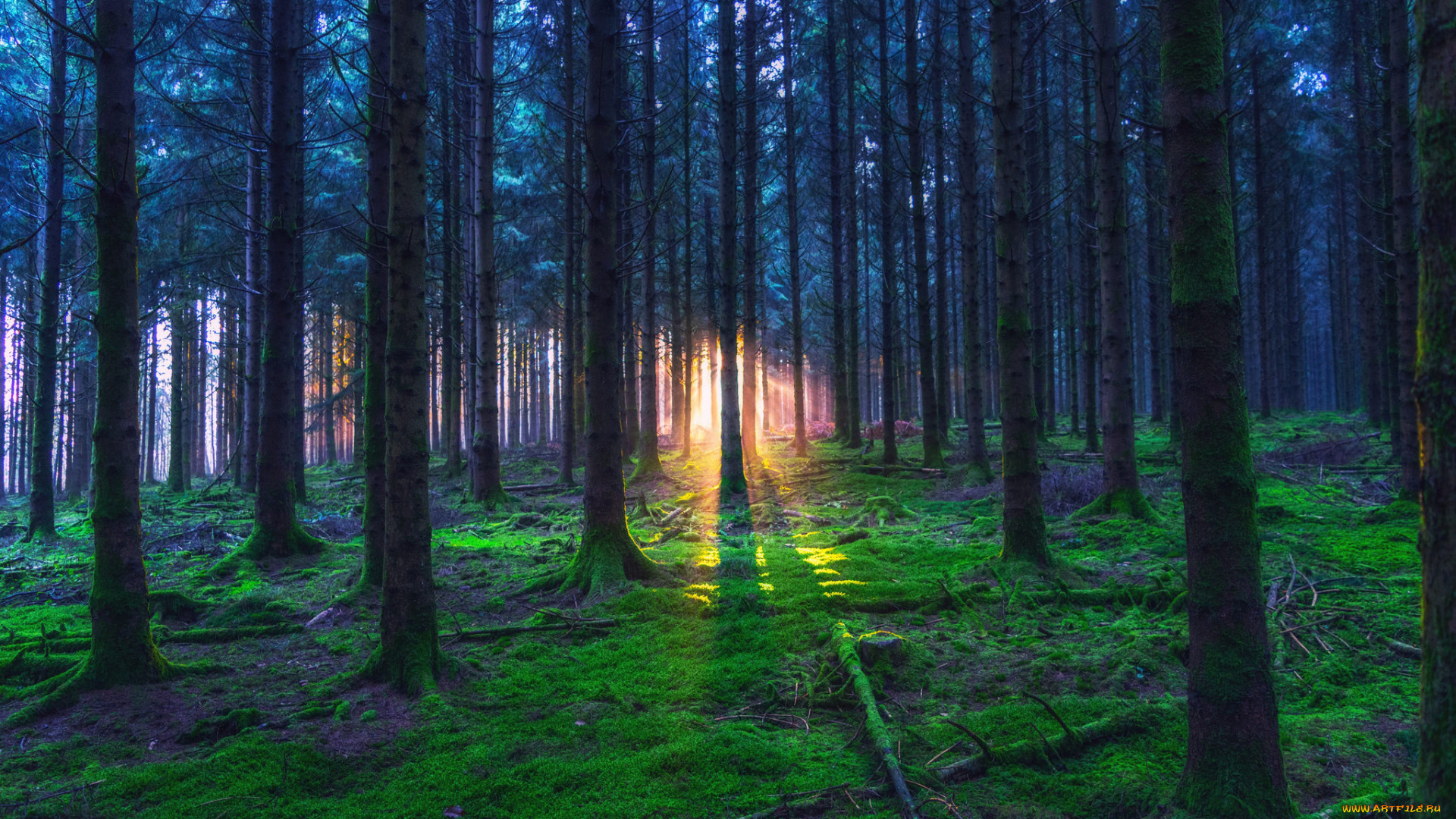 природа, лес, деревья