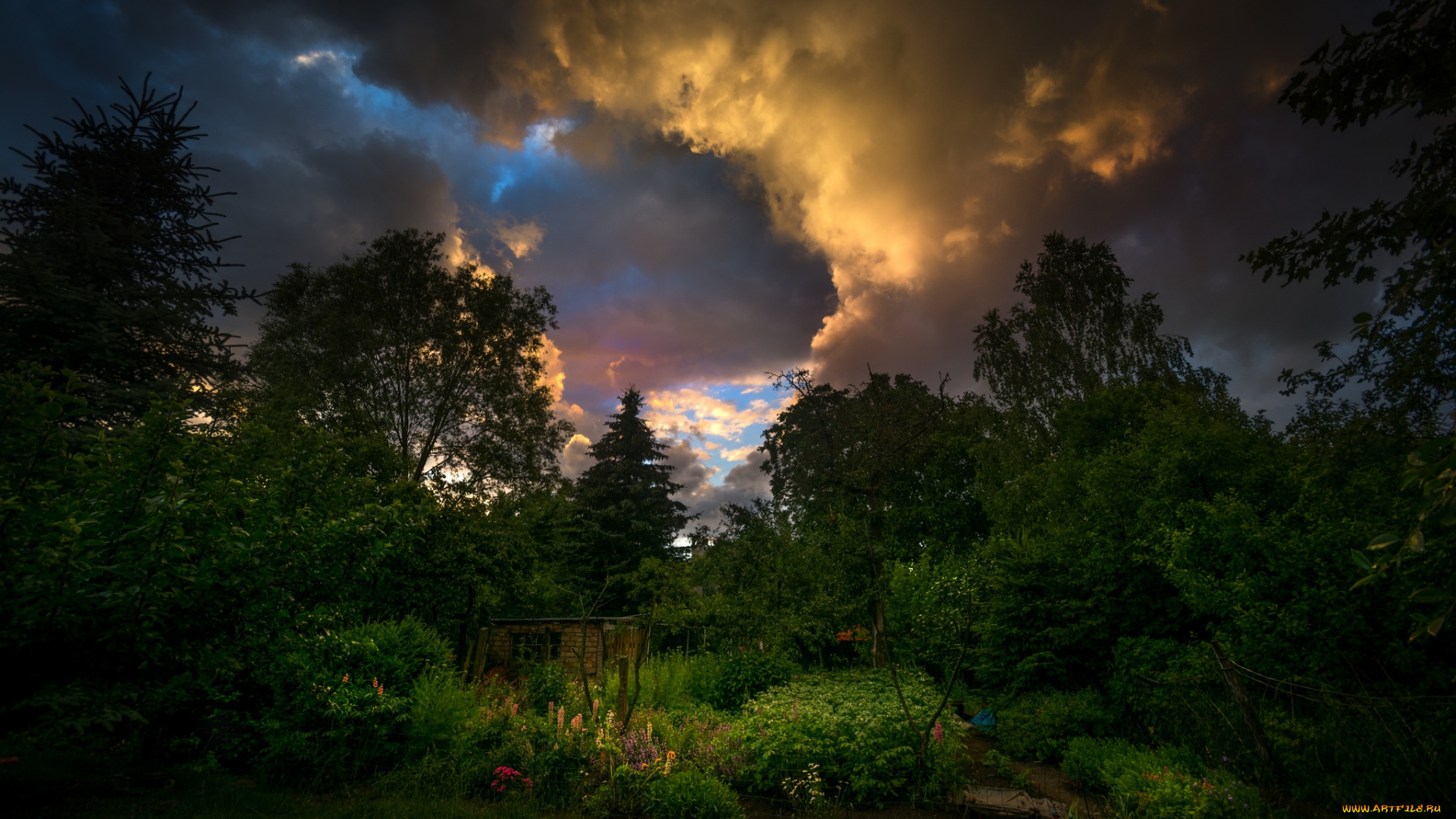 природа, лес, деревья