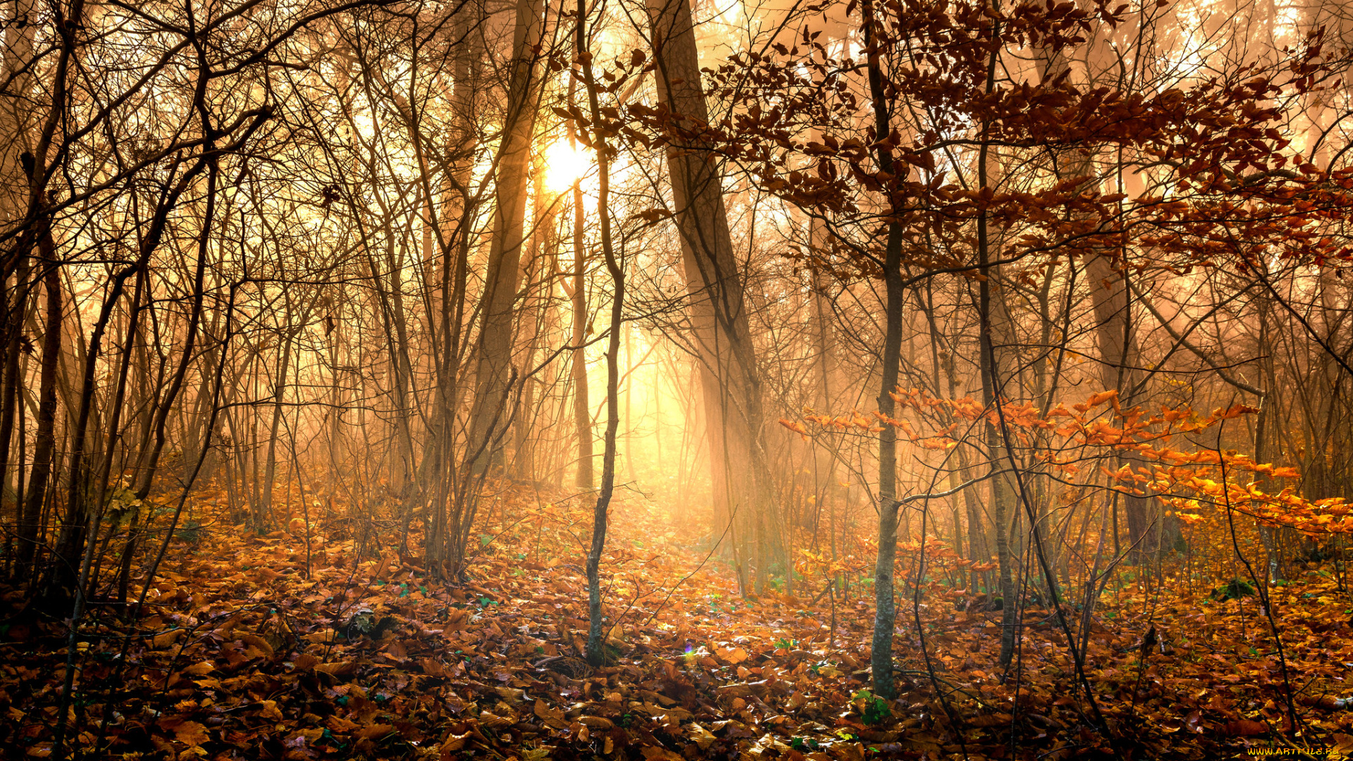 природа, лес, деревья