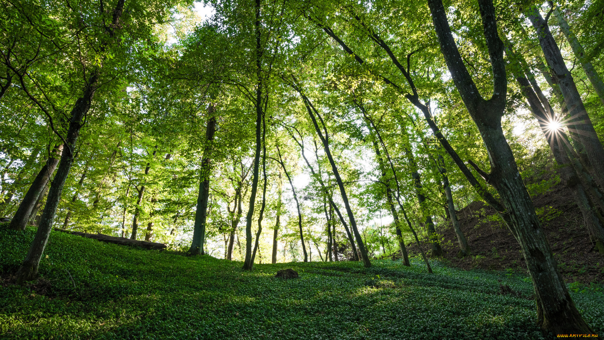 природа, лес, деревья