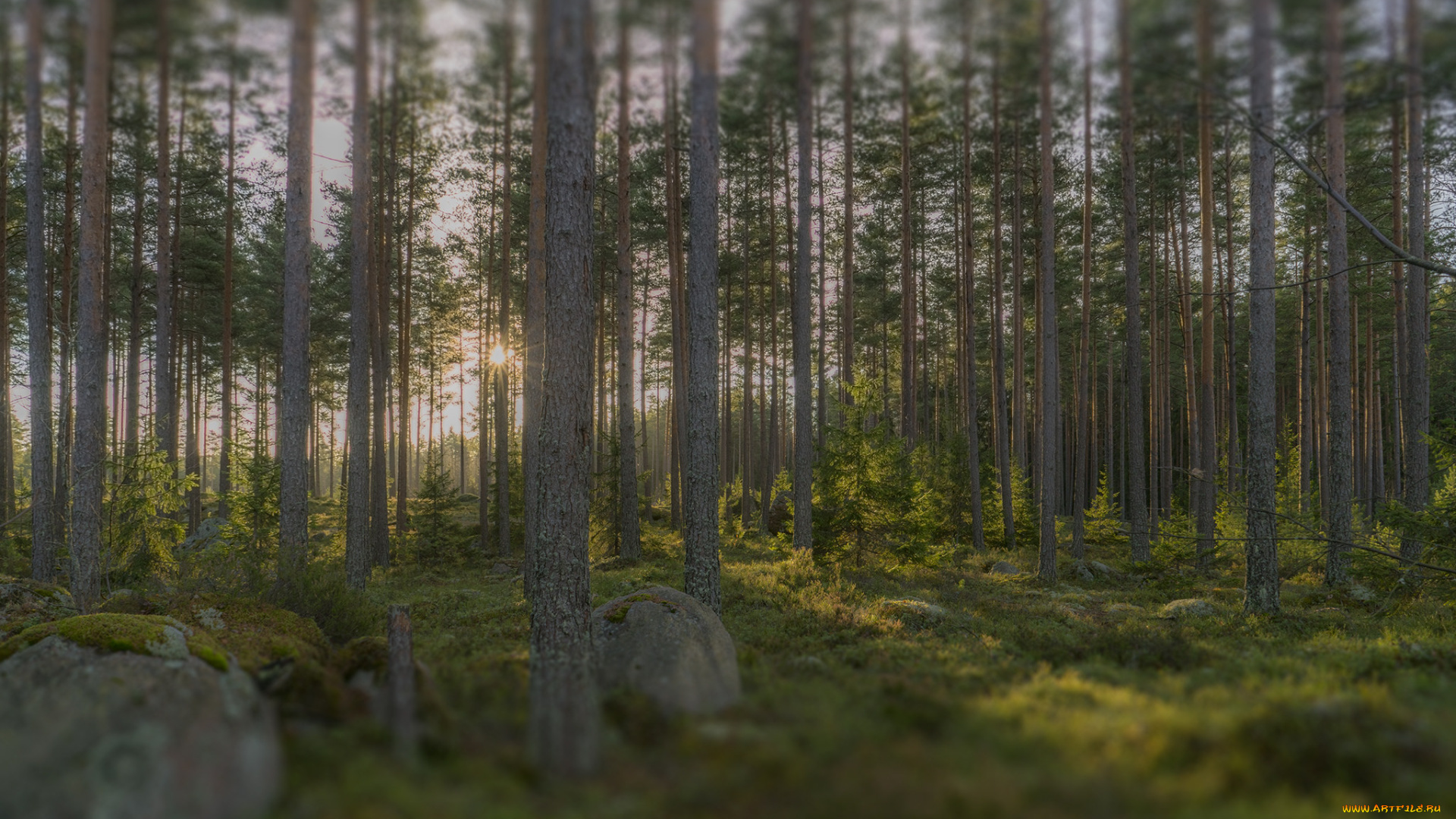 природа, лес, тракт