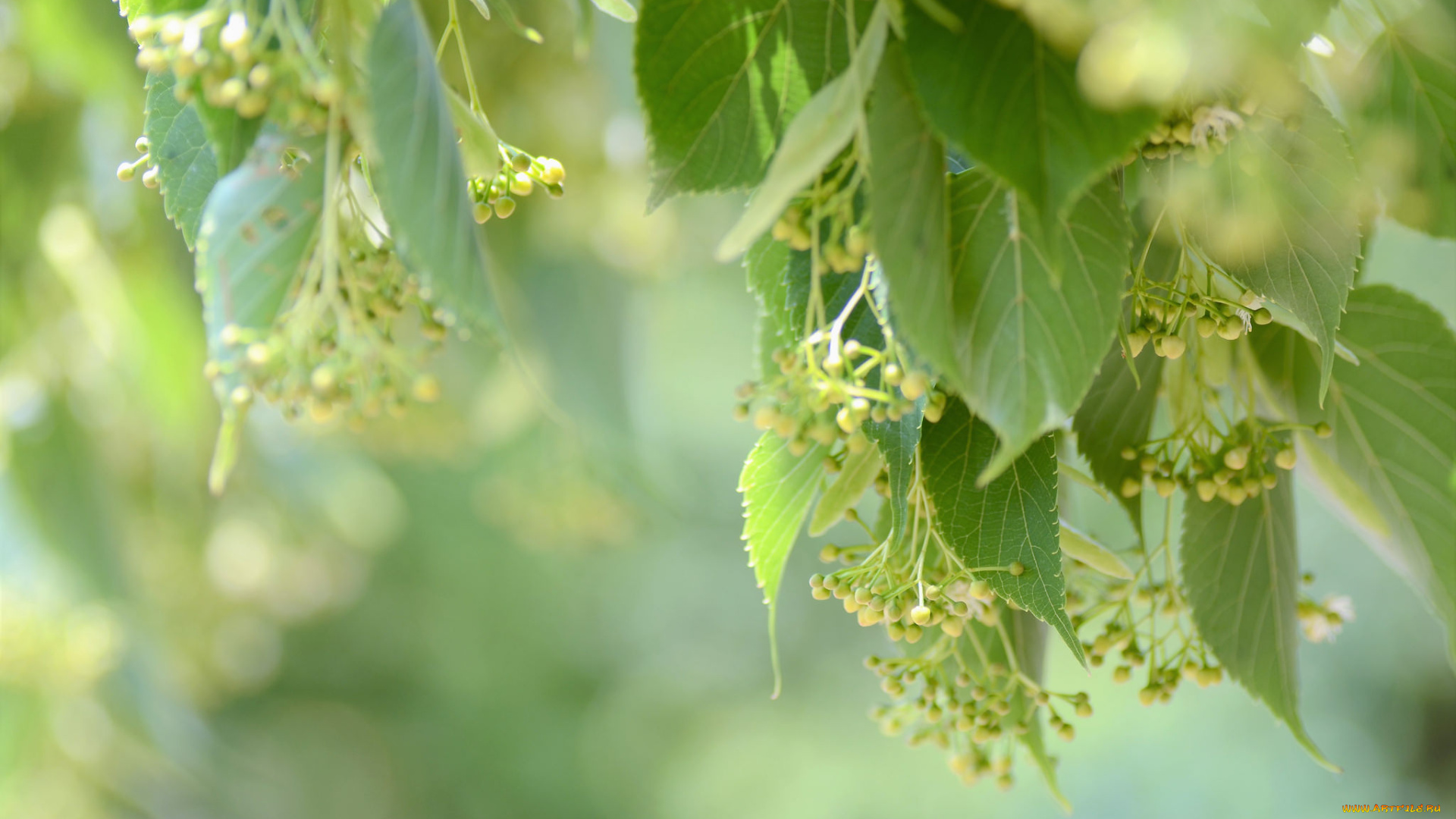 природа, листья, макро