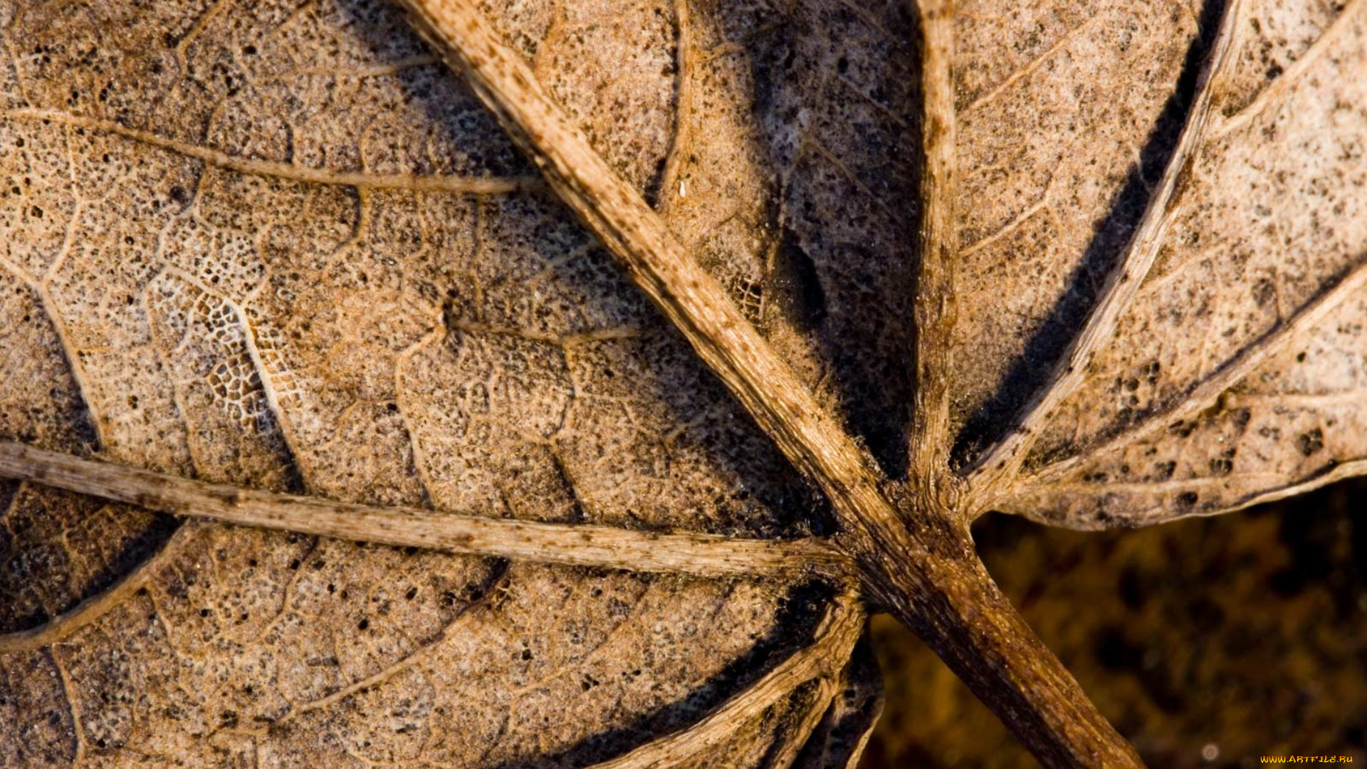 природа, листья, сухой, прожилки, лист, макро