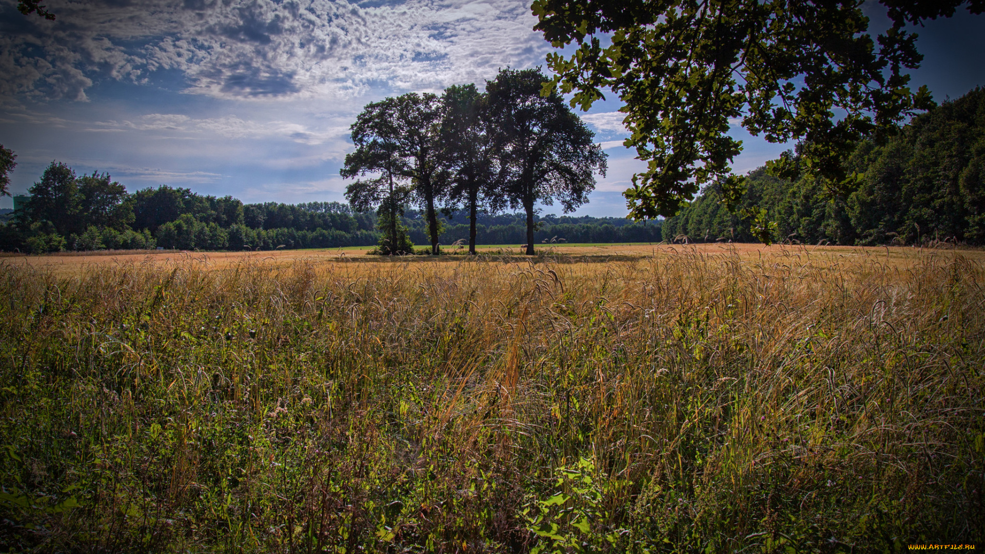 природа, пейзажи, простор