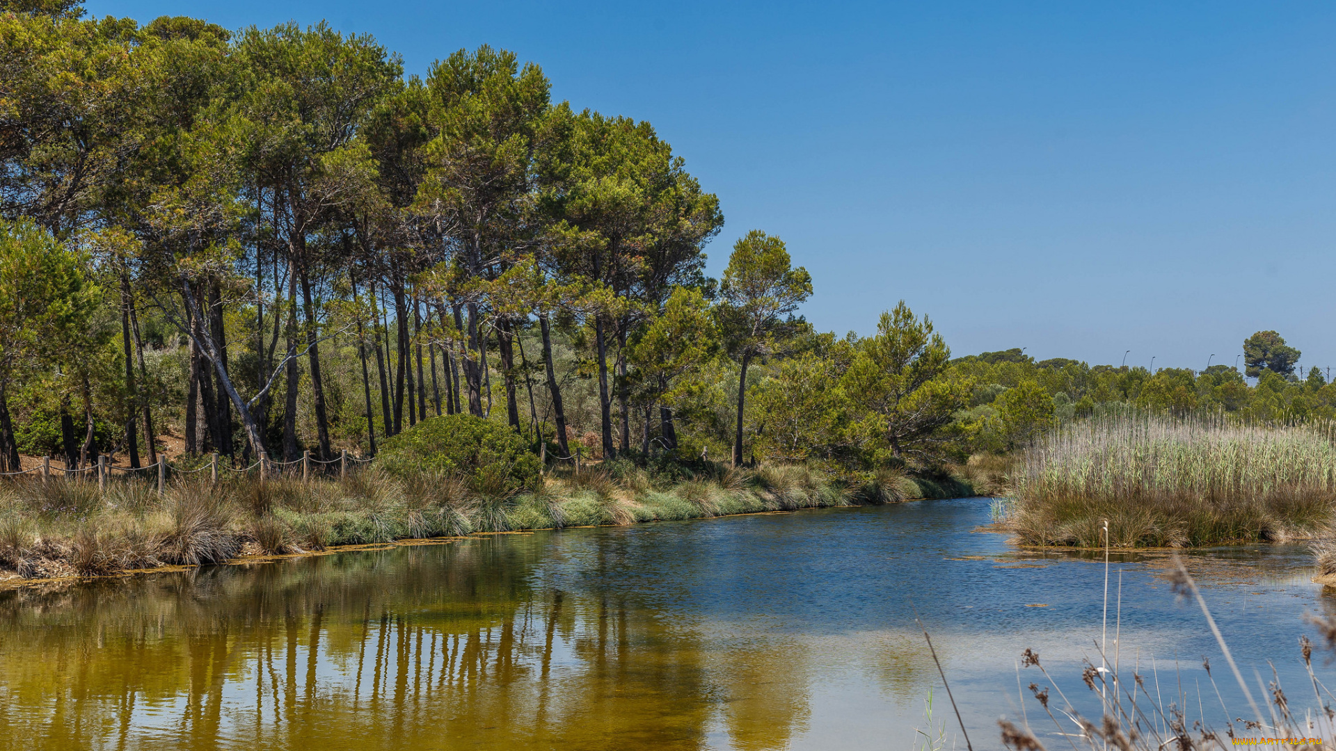 природа, реки, озера, лес, река