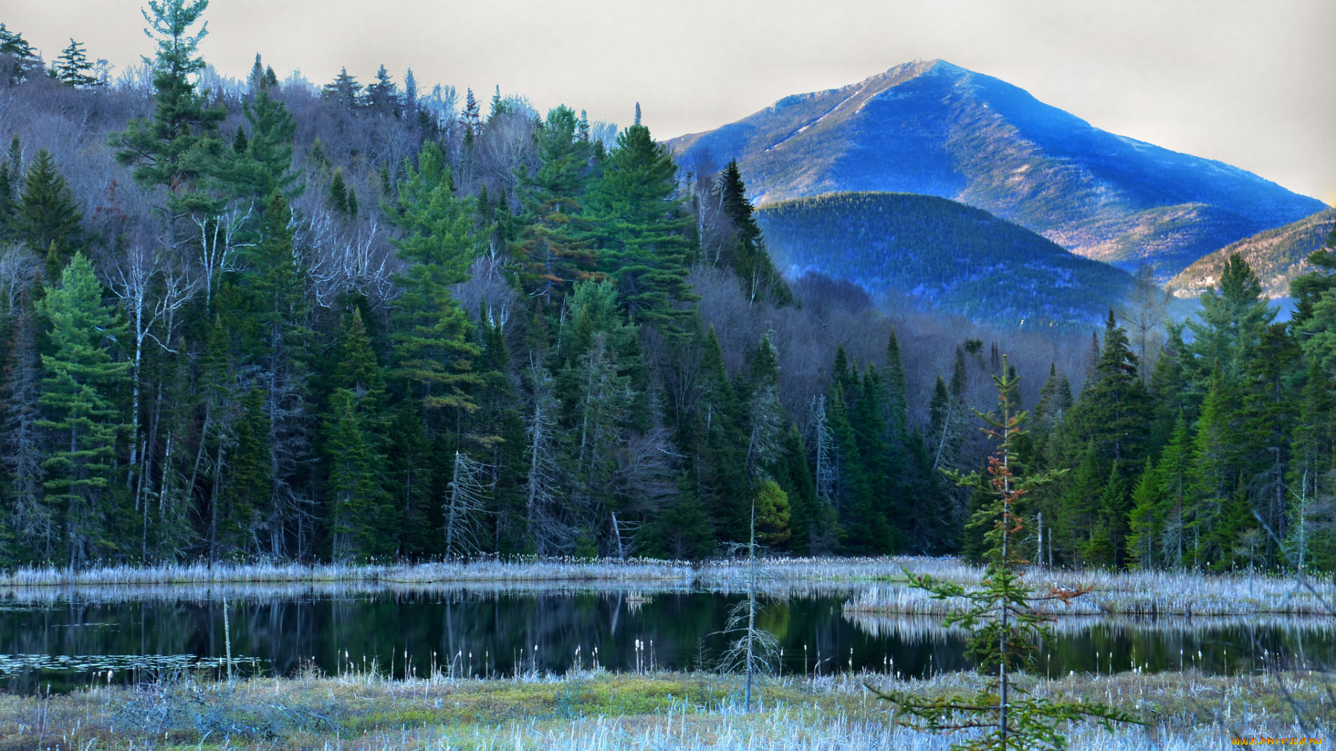 природа, реки, озера, река, лес