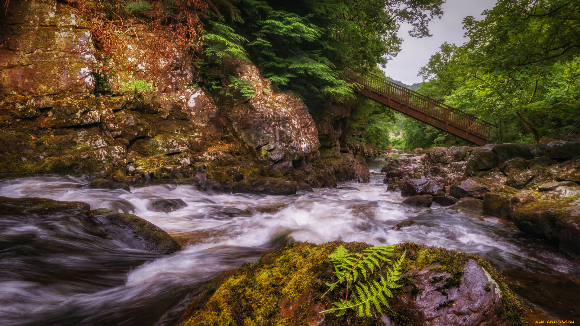 природа, реки, озера, река, лес