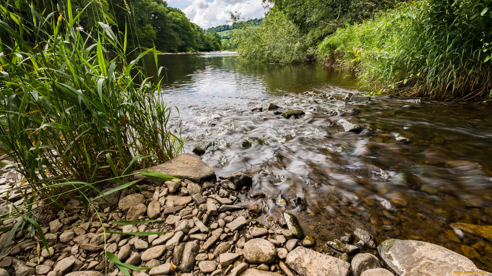 природа, реки, озера, река, лес