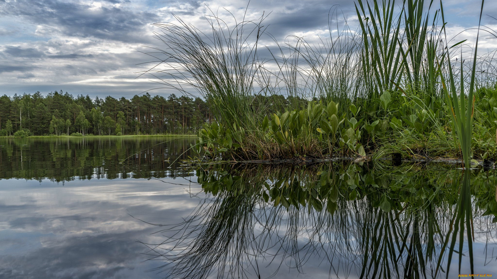 природа, реки, озера, река, лес