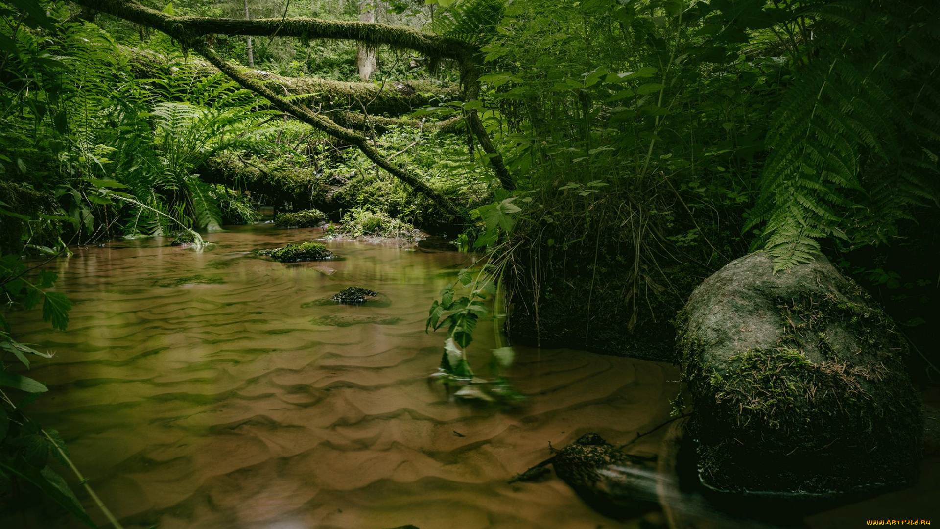 природа, реки, озера, река, лес