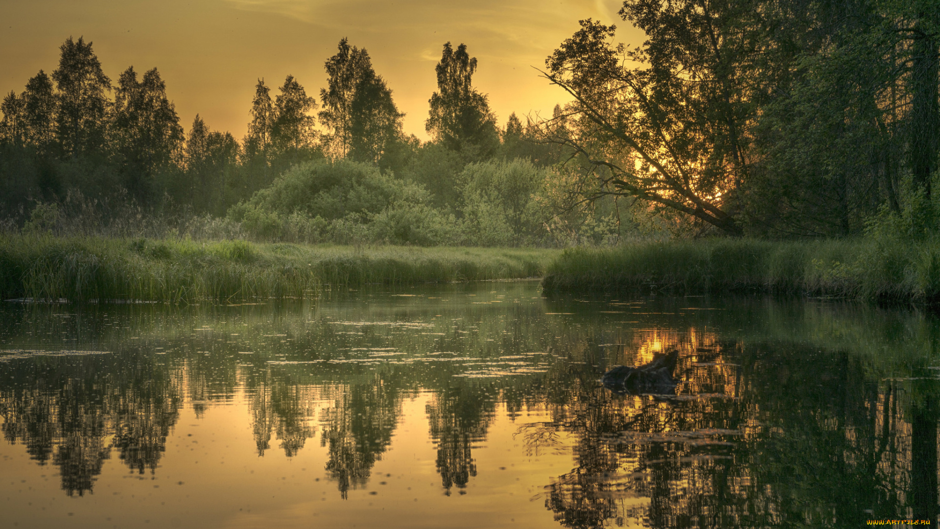 природа, реки, озера, река, лес