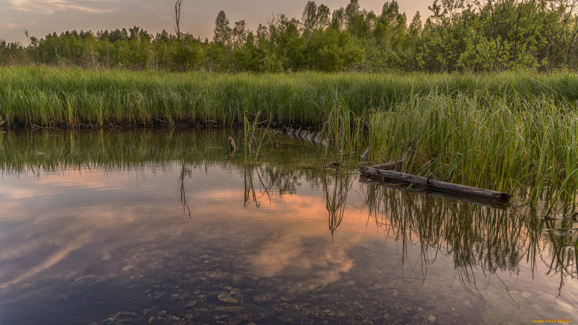 природа, реки, озера, река, лес