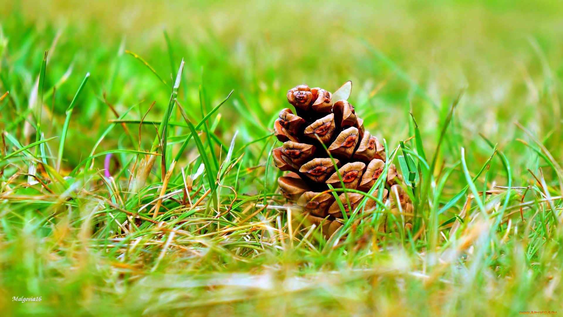 природа, шишки, , жёлуди, , каштаны, трава, шишка