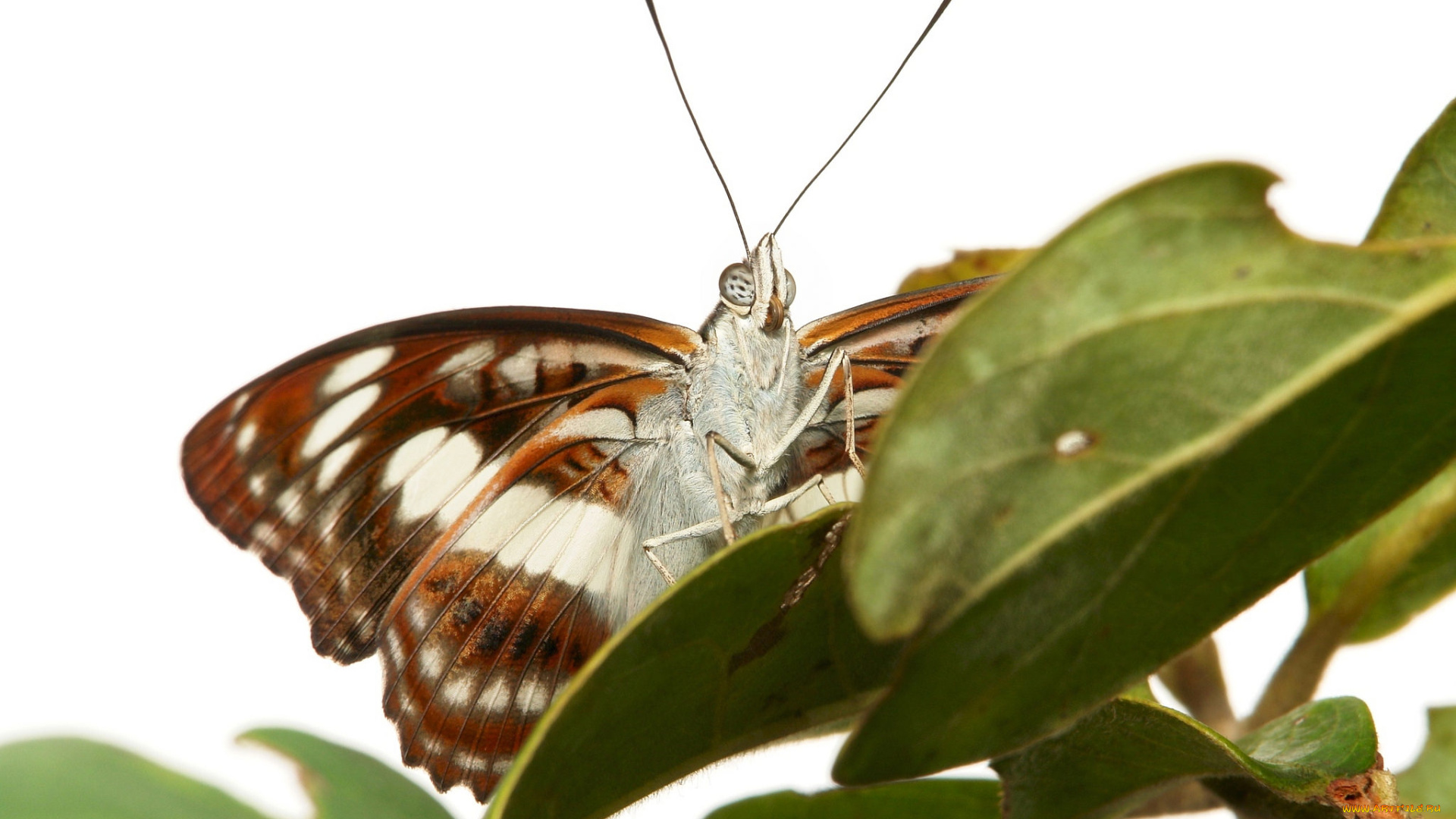 животные, бабочки, , мотыльки, , моли, бабочка