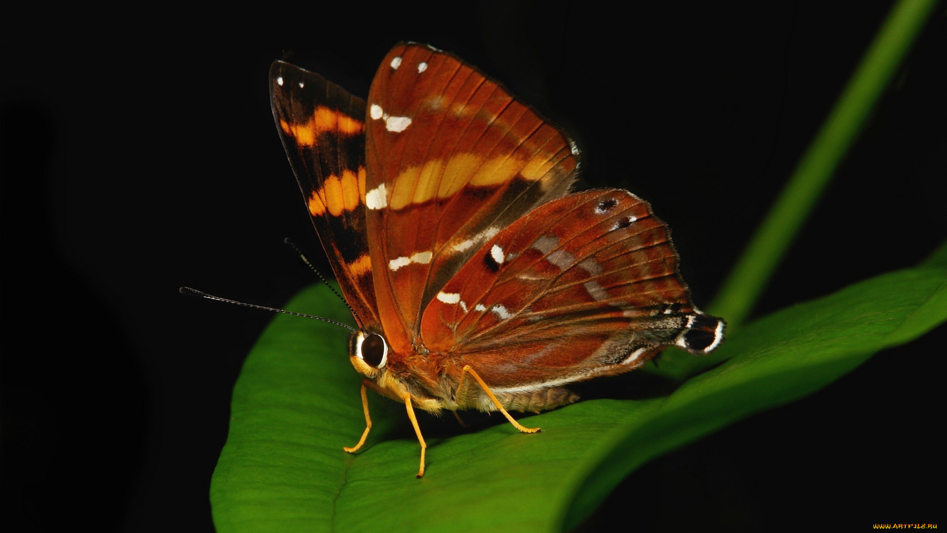 животные, бабочки, , мотыльки, , моли, бабочка