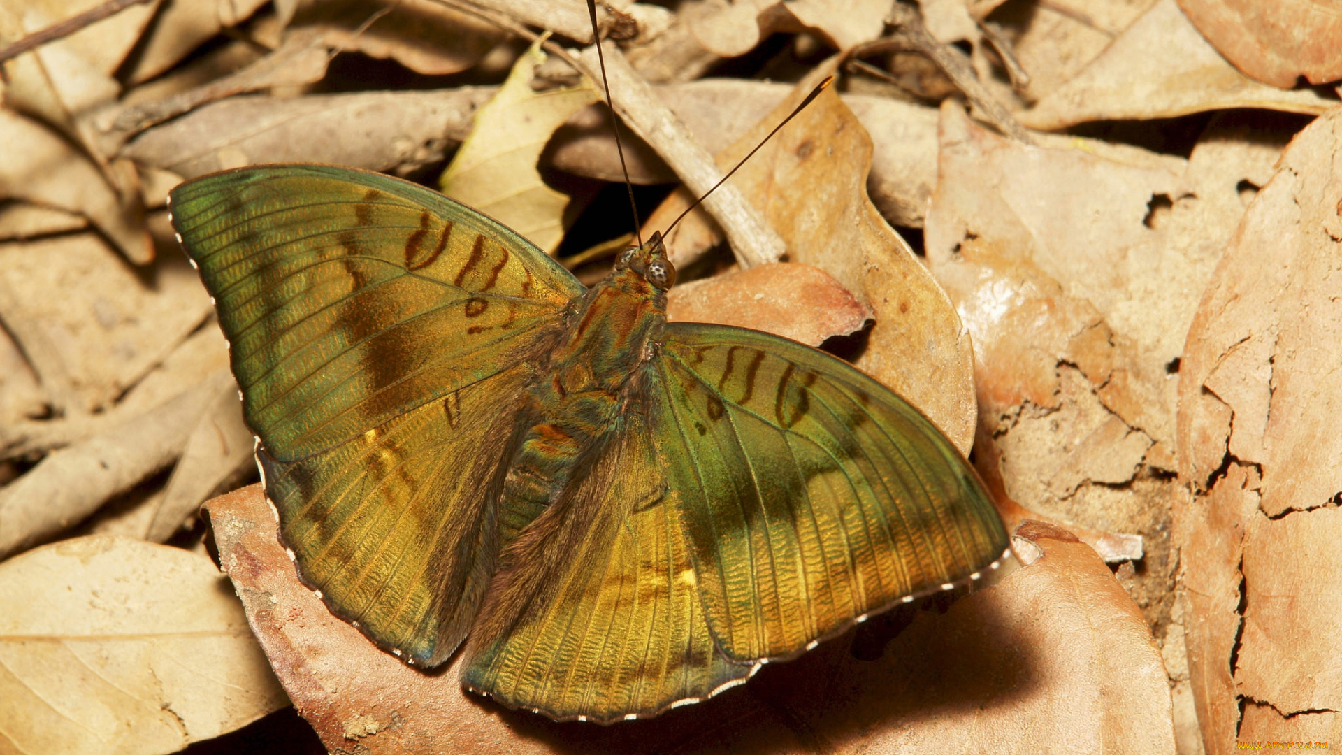животные, бабочки, , мотыльки, , моли, бабочка