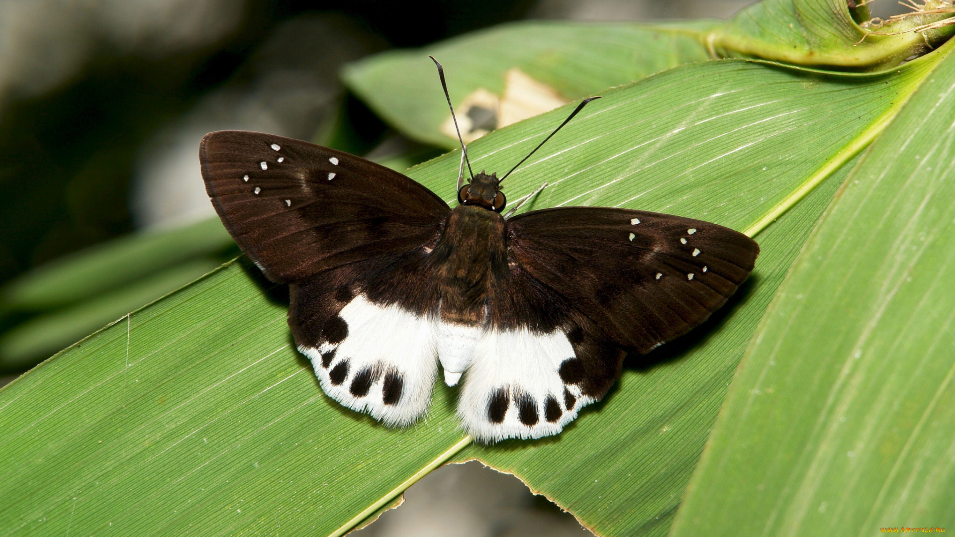 животные, бабочки, , мотыльки, , моли, бабочка